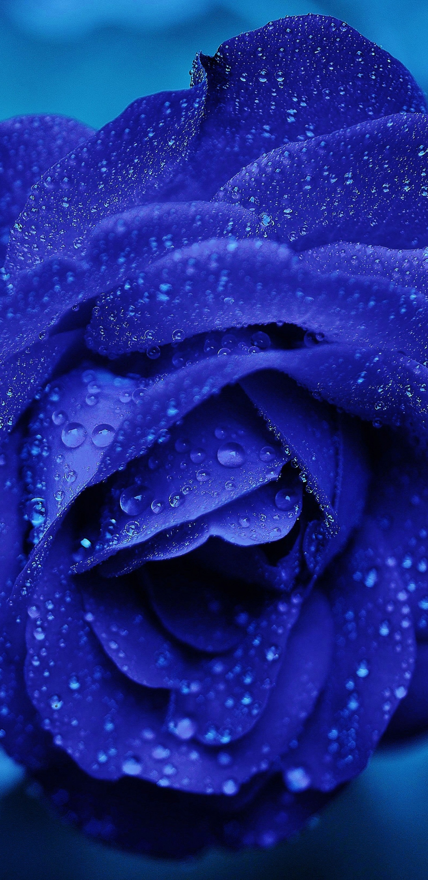 Fleur Violette en Photographie Rapprochée. Wallpaper in 1440x2960 Resolution