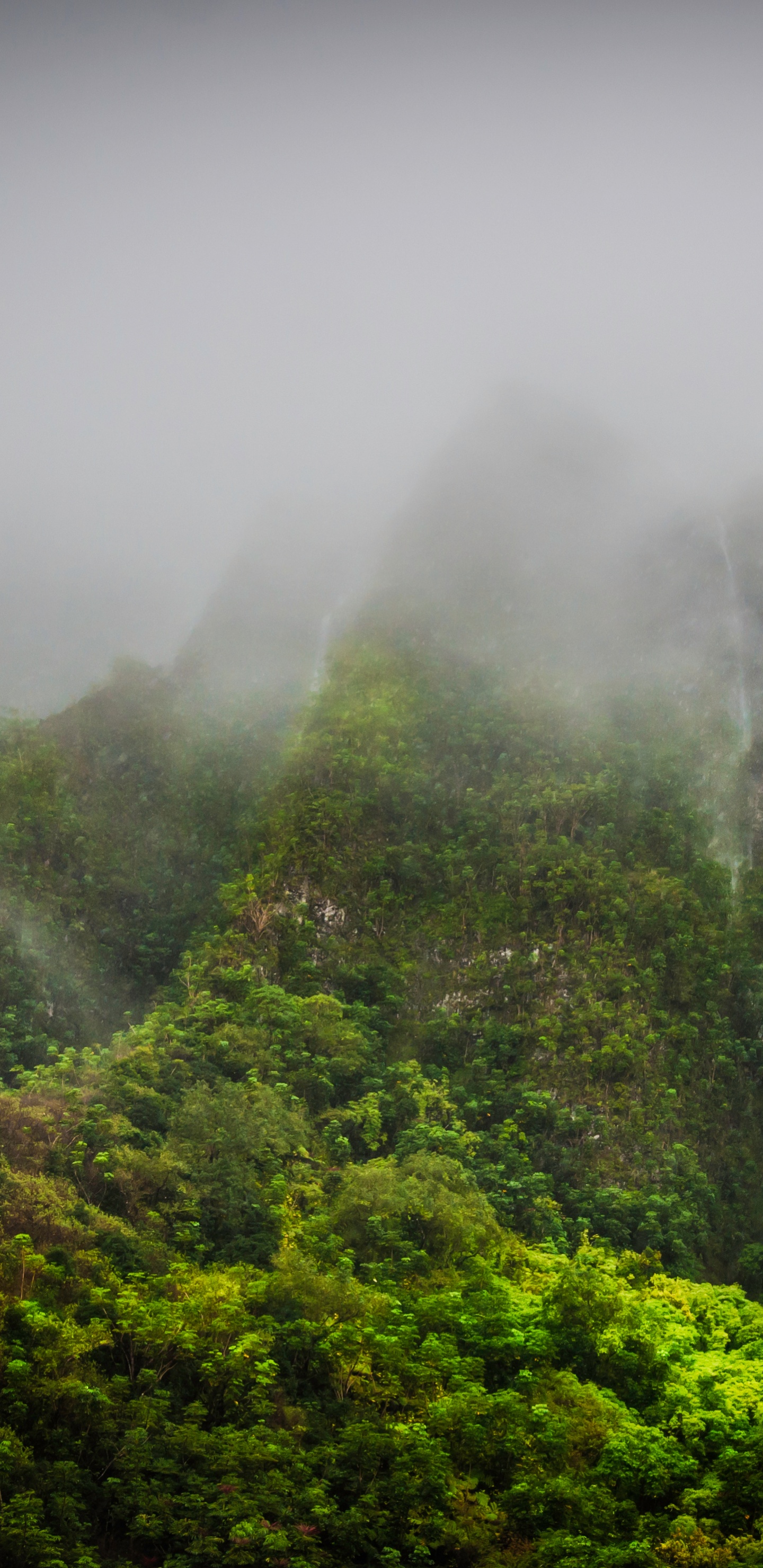 Grüne Bäume Mit Nebel Bedeckt. Wallpaper in 1440x2960 Resolution