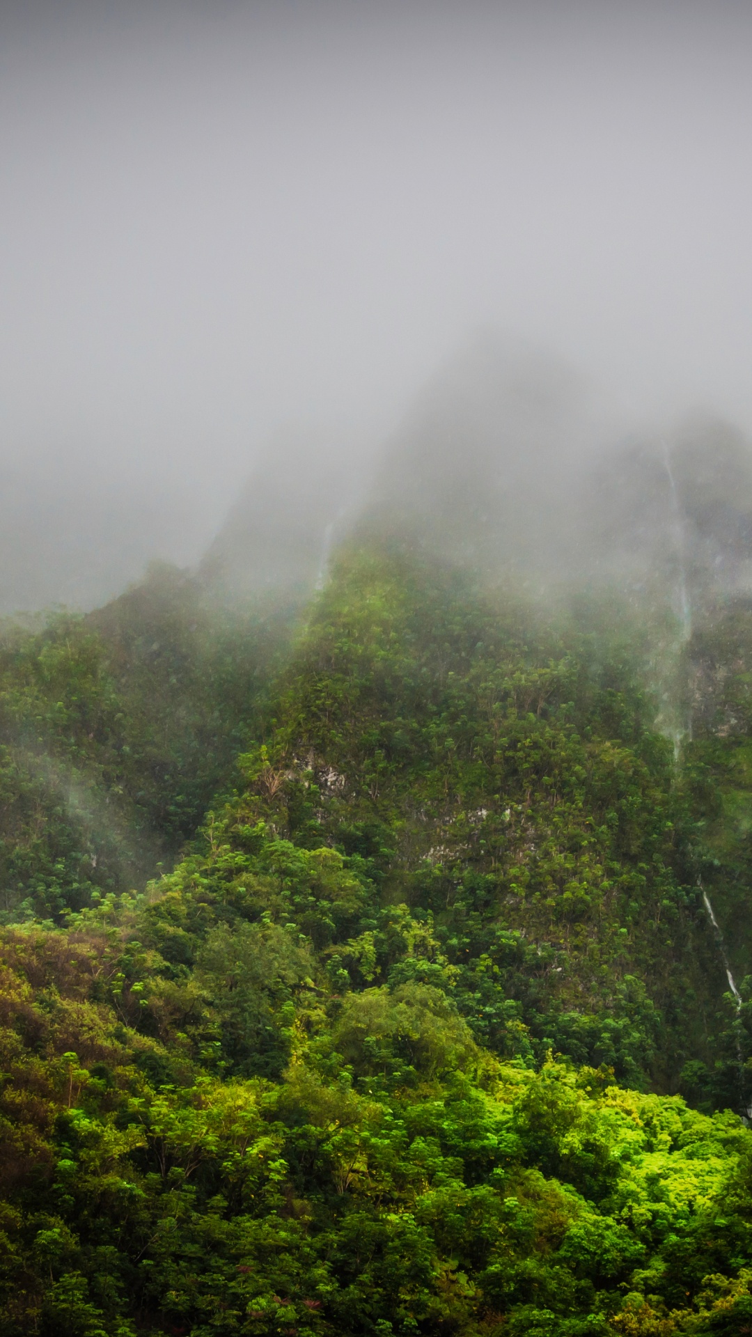 Green Trees Covered With Fog. Wallpaper in 1080x1920 Resolution