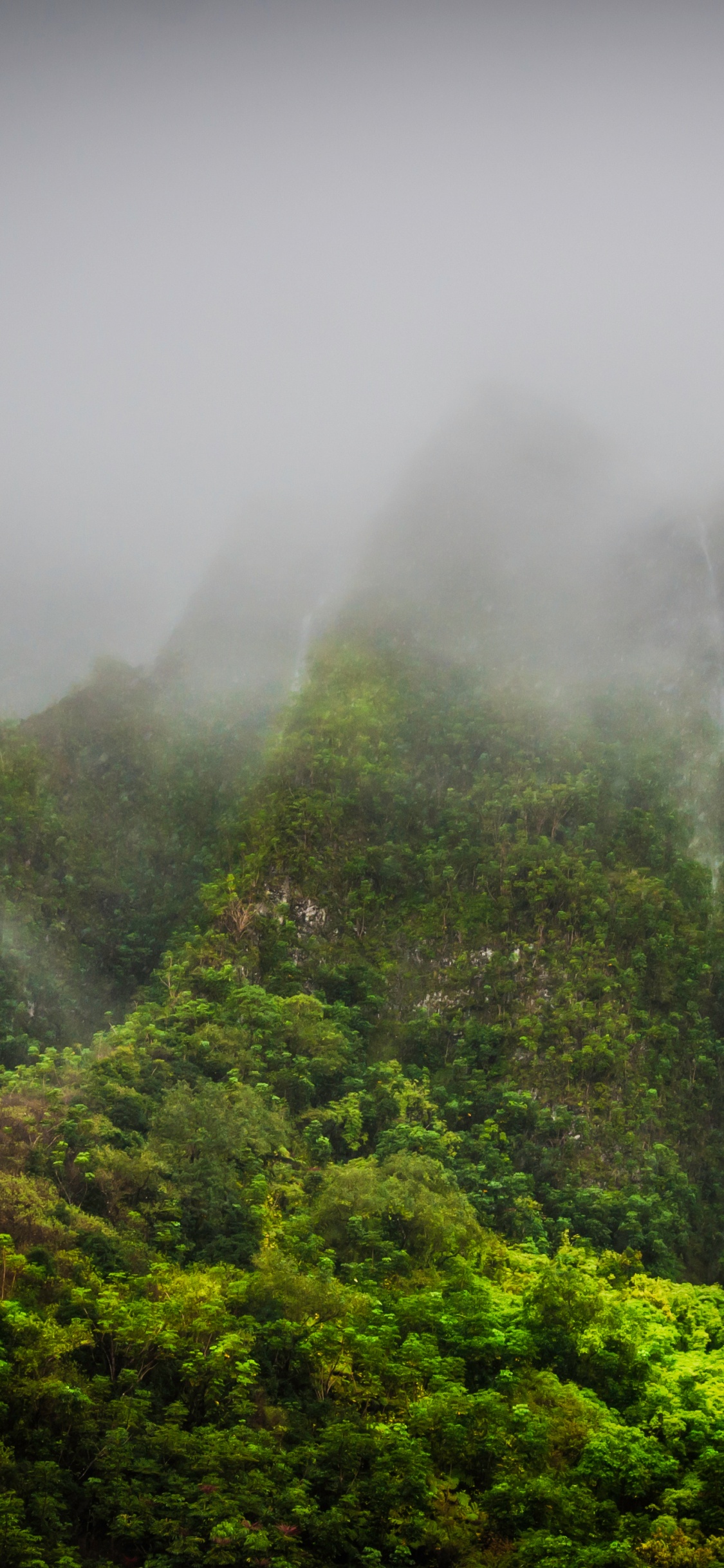 Green Trees Covered With Fog. Wallpaper in 1125x2436 Resolution