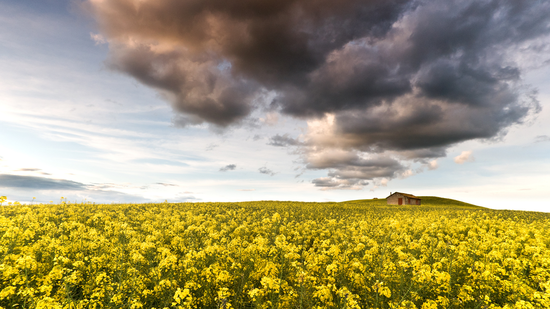 Yellow Flower Field Under Cloudy Sky During Daytime. Wallpaper in 1920x1080 Resolution