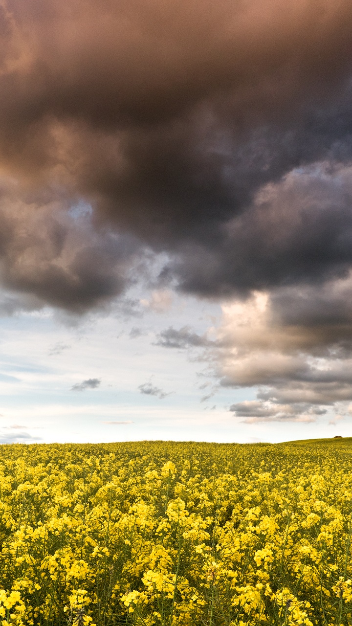 Yellow Flower Field Under Cloudy Sky During Daytime. Wallpaper in 720x1280 Resolution