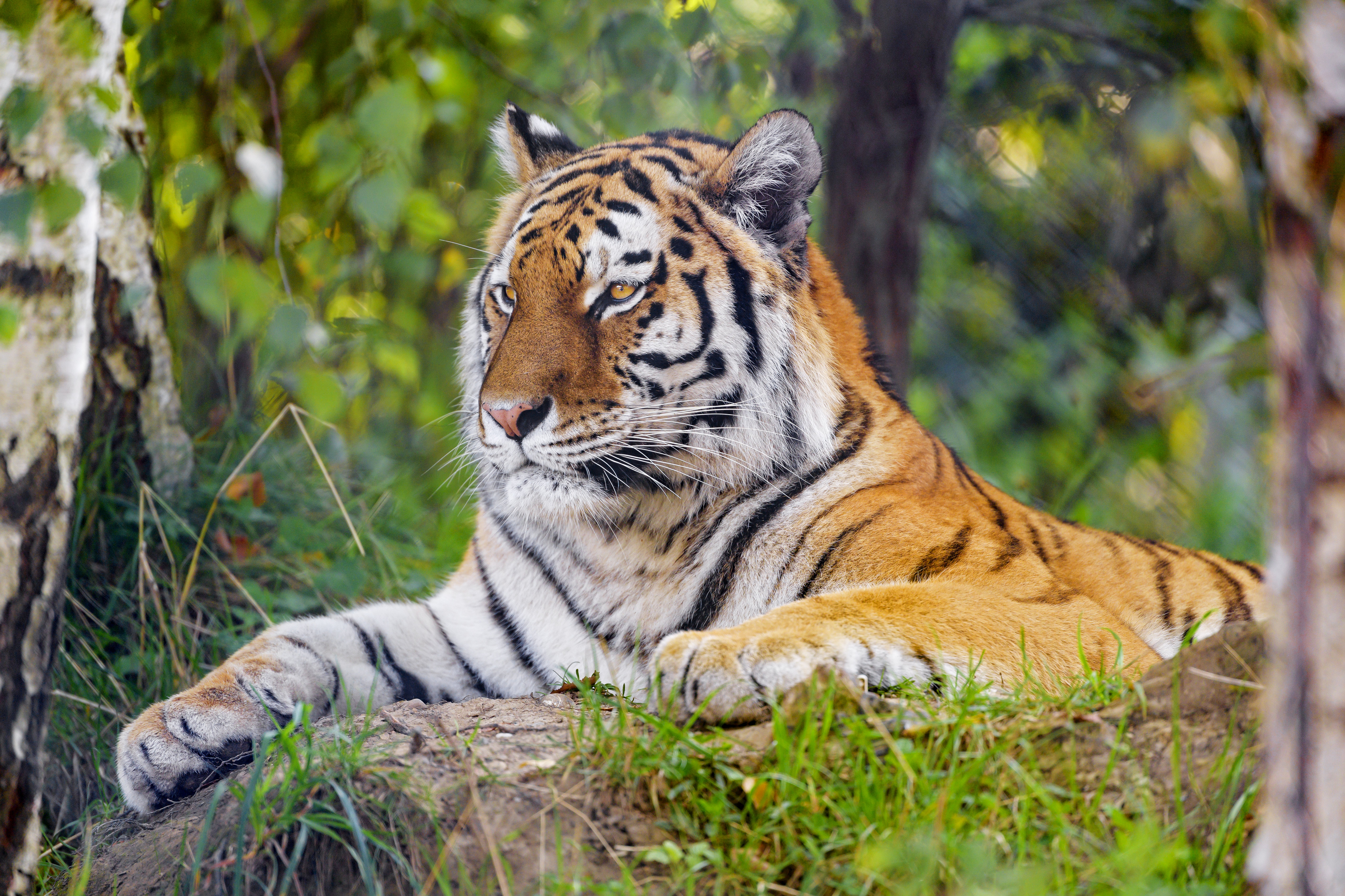 siberian tiger desktop wallpaper
