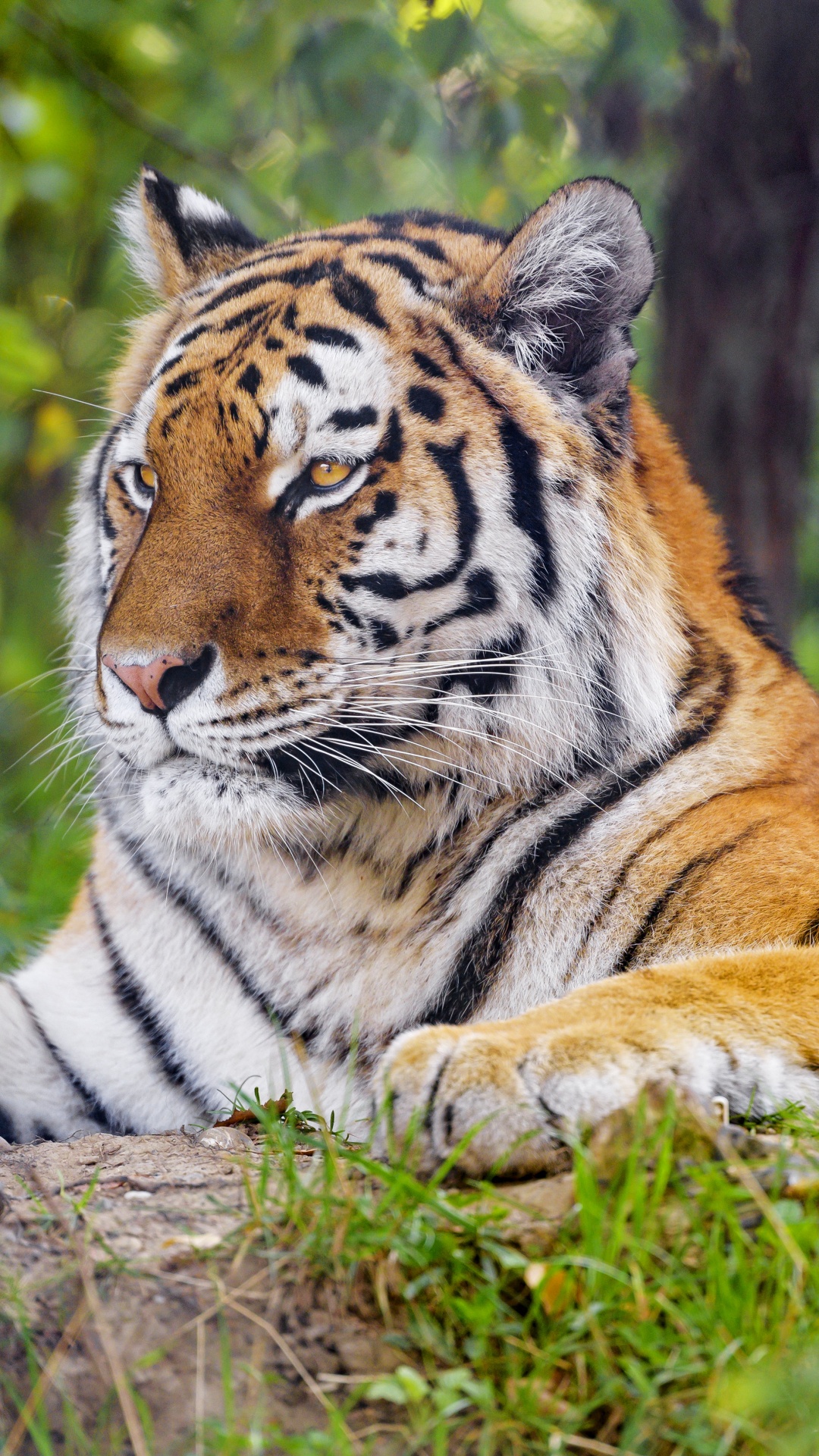 Tiger, Bengal Tiger, Sibirischer Tiger, Pflanzen-Gemeinschaft, Felidae. Wallpaper in 1080x1920 Resolution