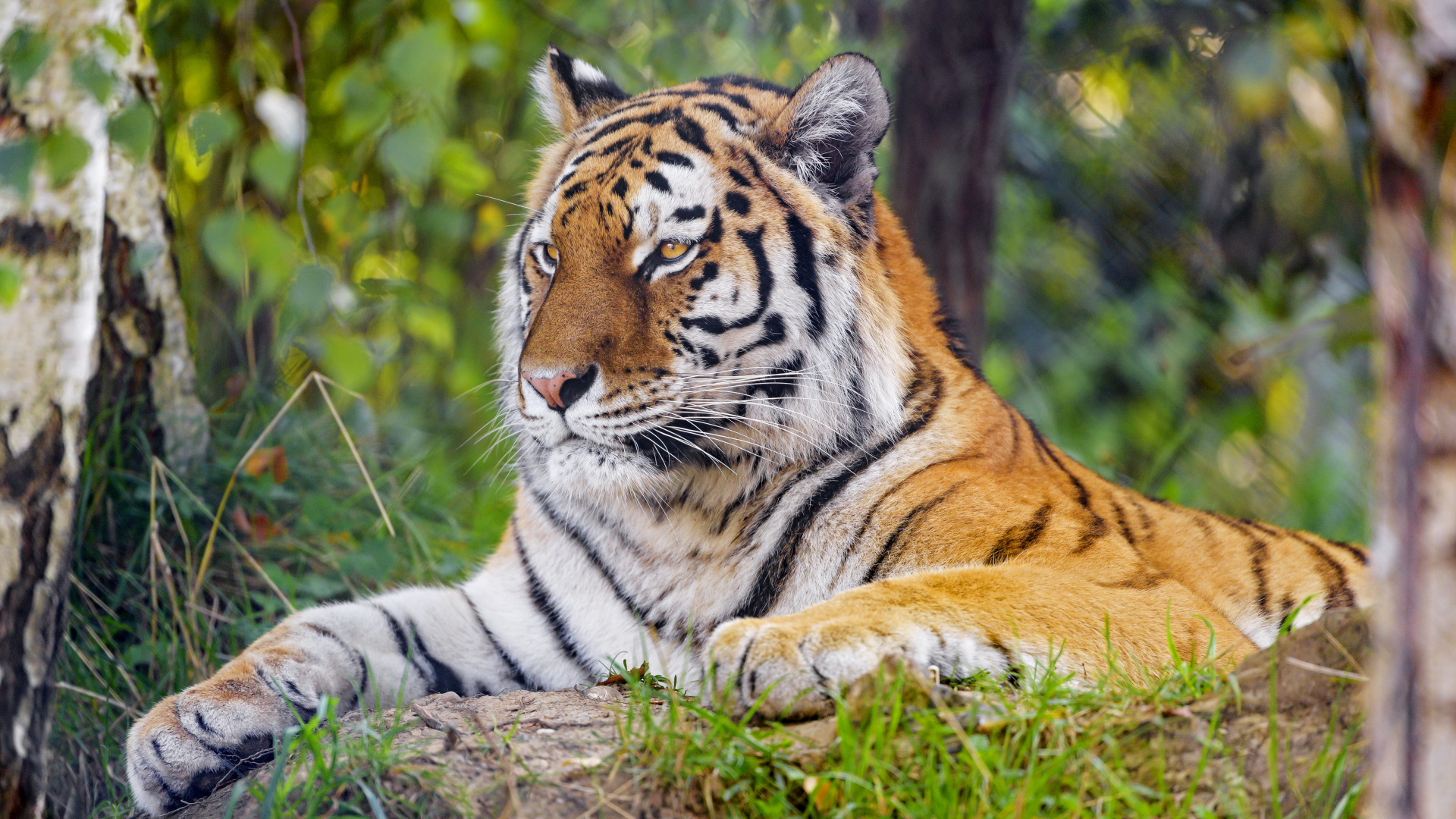 Tiger, Bengal Tiger, Sibirischer Tiger, Pflanzen-Gemeinschaft, Felidae. Wallpaper in 1920x1080 Resolution