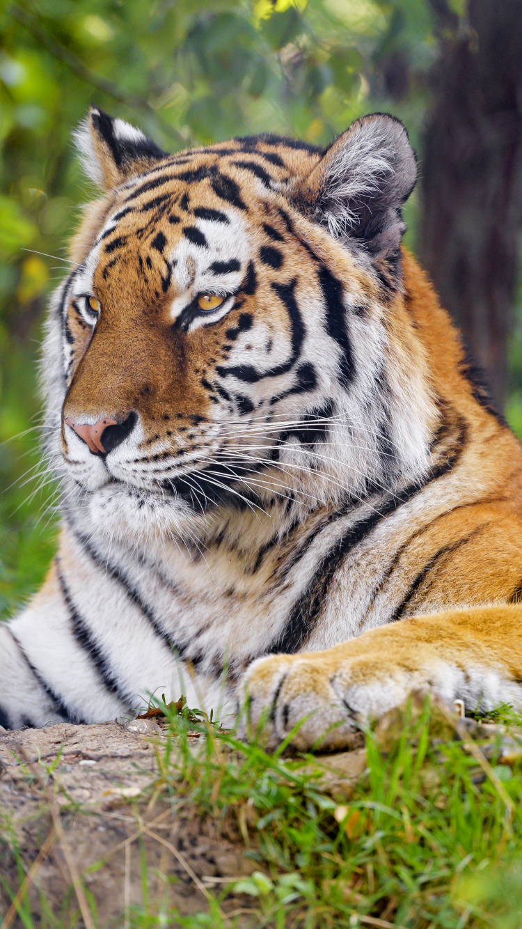 Tigre, Tigre de Bengala, Tigre Siberiano, la Comunidad Vegetal, Felidae. Wallpaper in 750x1334 Resolution