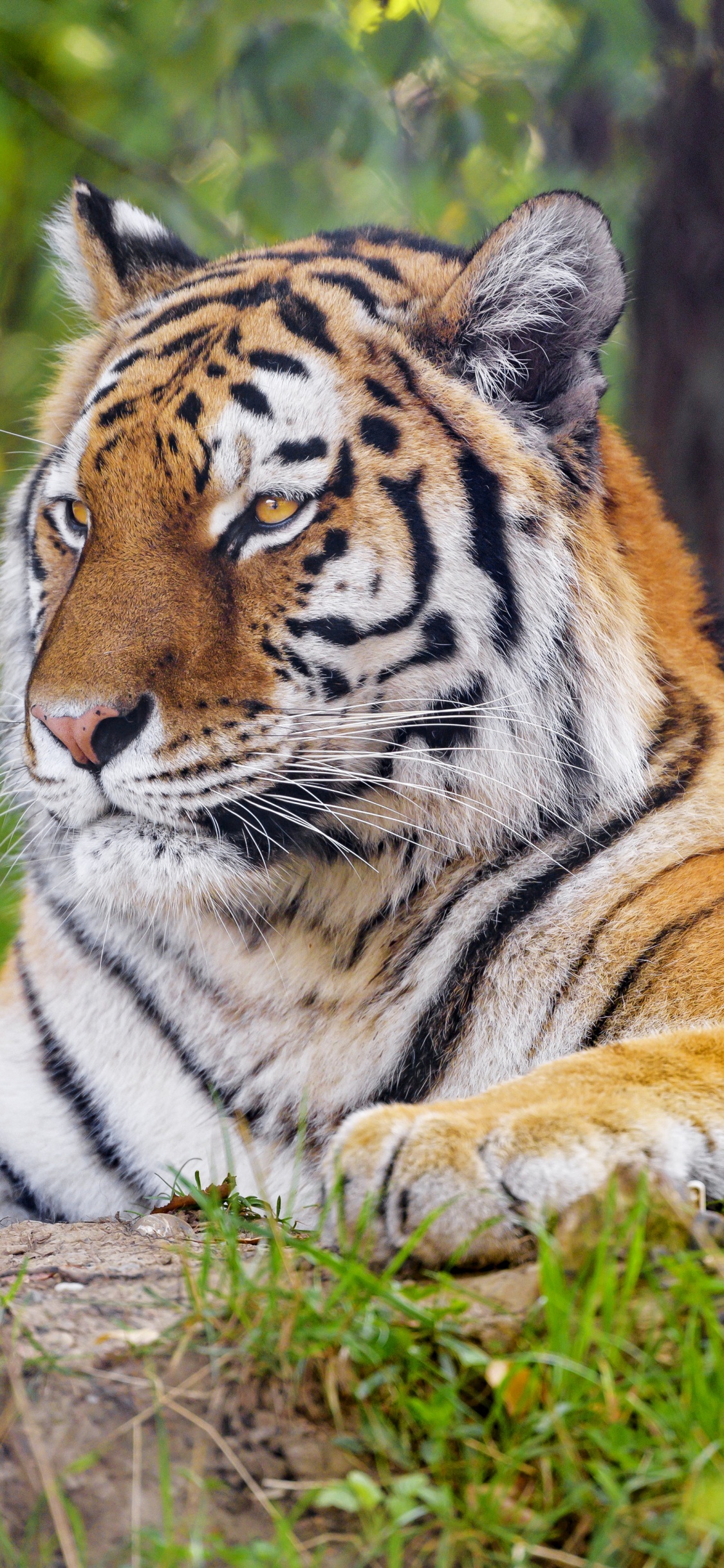 Tigre, Tigre du Bengale, Tigre de Sibérie, Plante de la Communauté, Felidae. Wallpaper in 1125x2436 Resolution