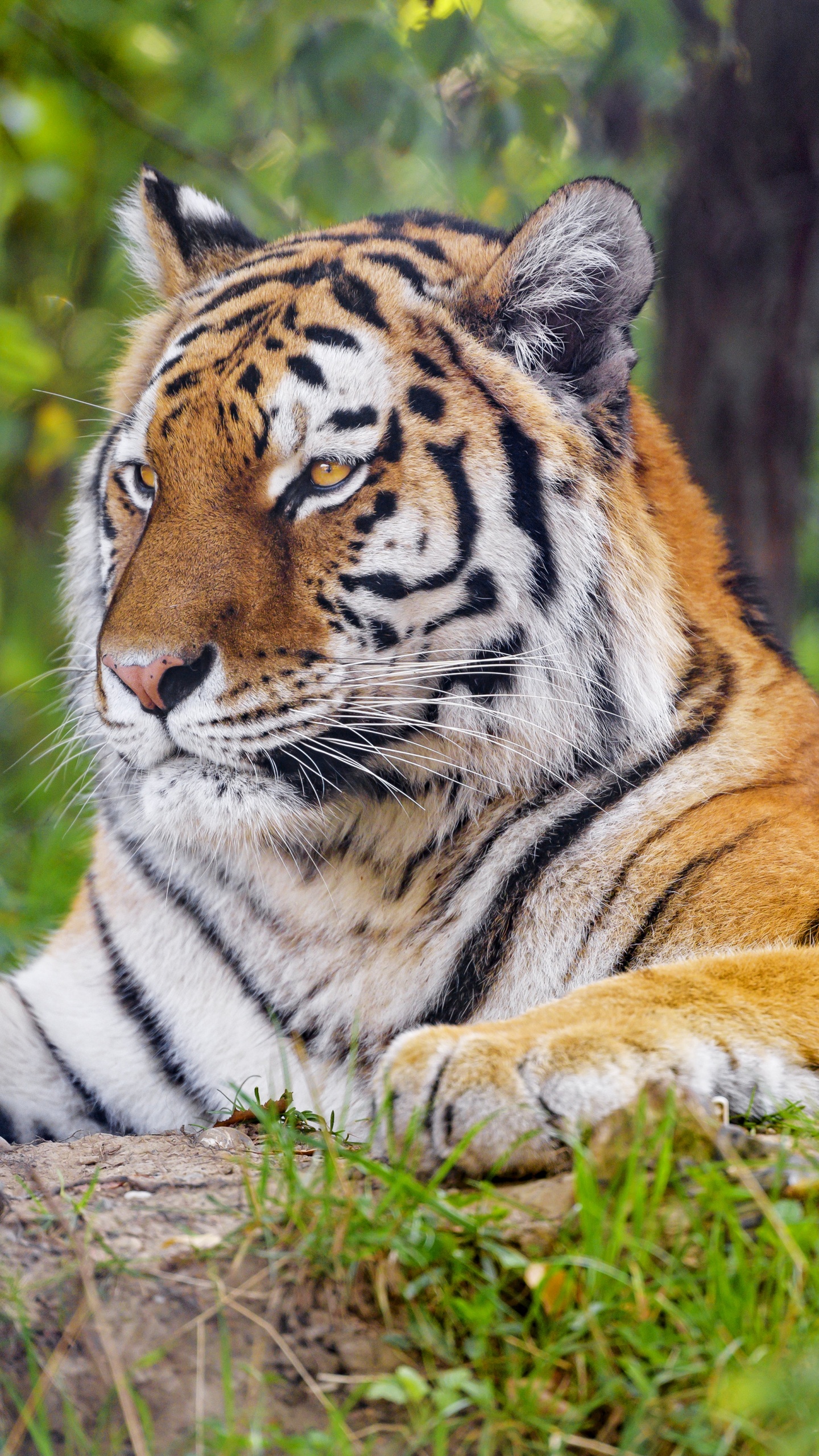 Tigre, Tigre du Bengale, Tigre de Sibérie, Plante de la Communauté, Felidae. Wallpaper in 1440x2560 Resolution