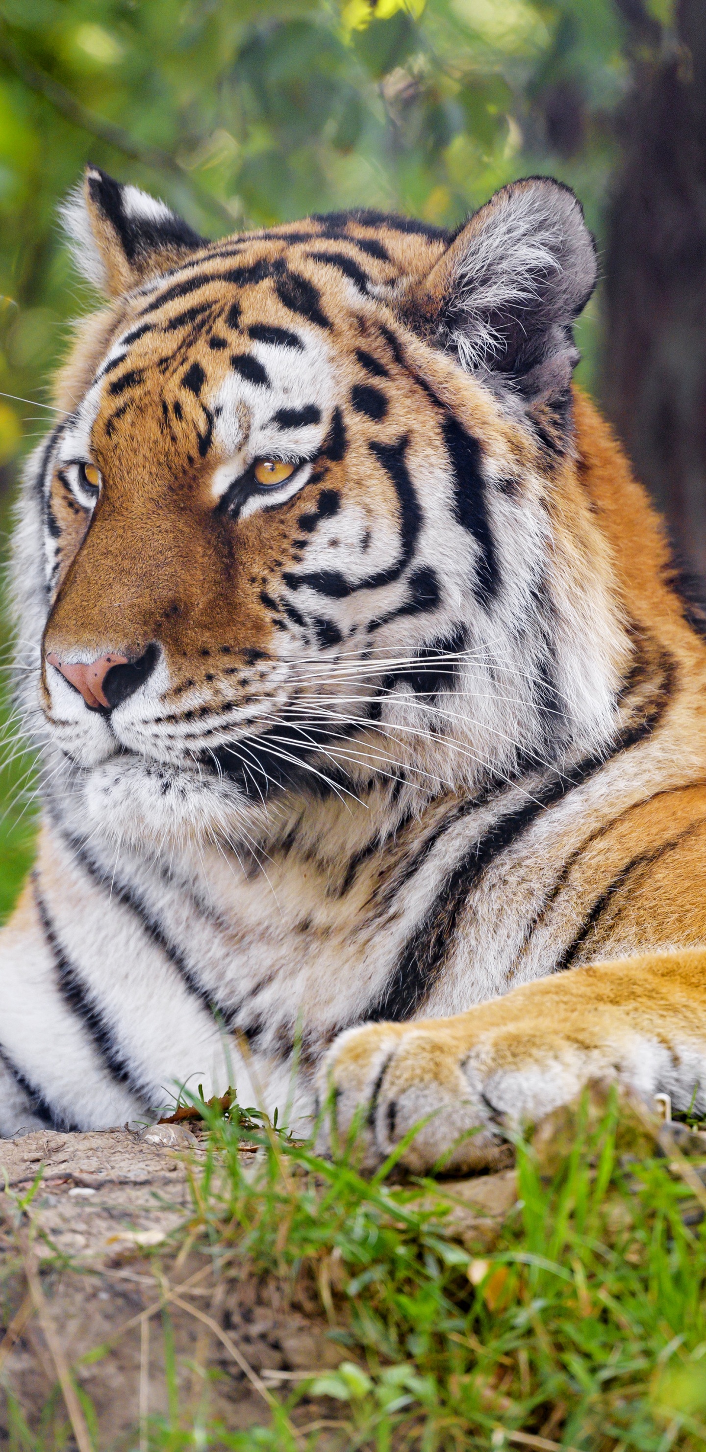 Tigre, Tigre du Bengale, Tigre de Sibérie, Plante de la Communauté, Felidae. Wallpaper in 1440x2960 Resolution