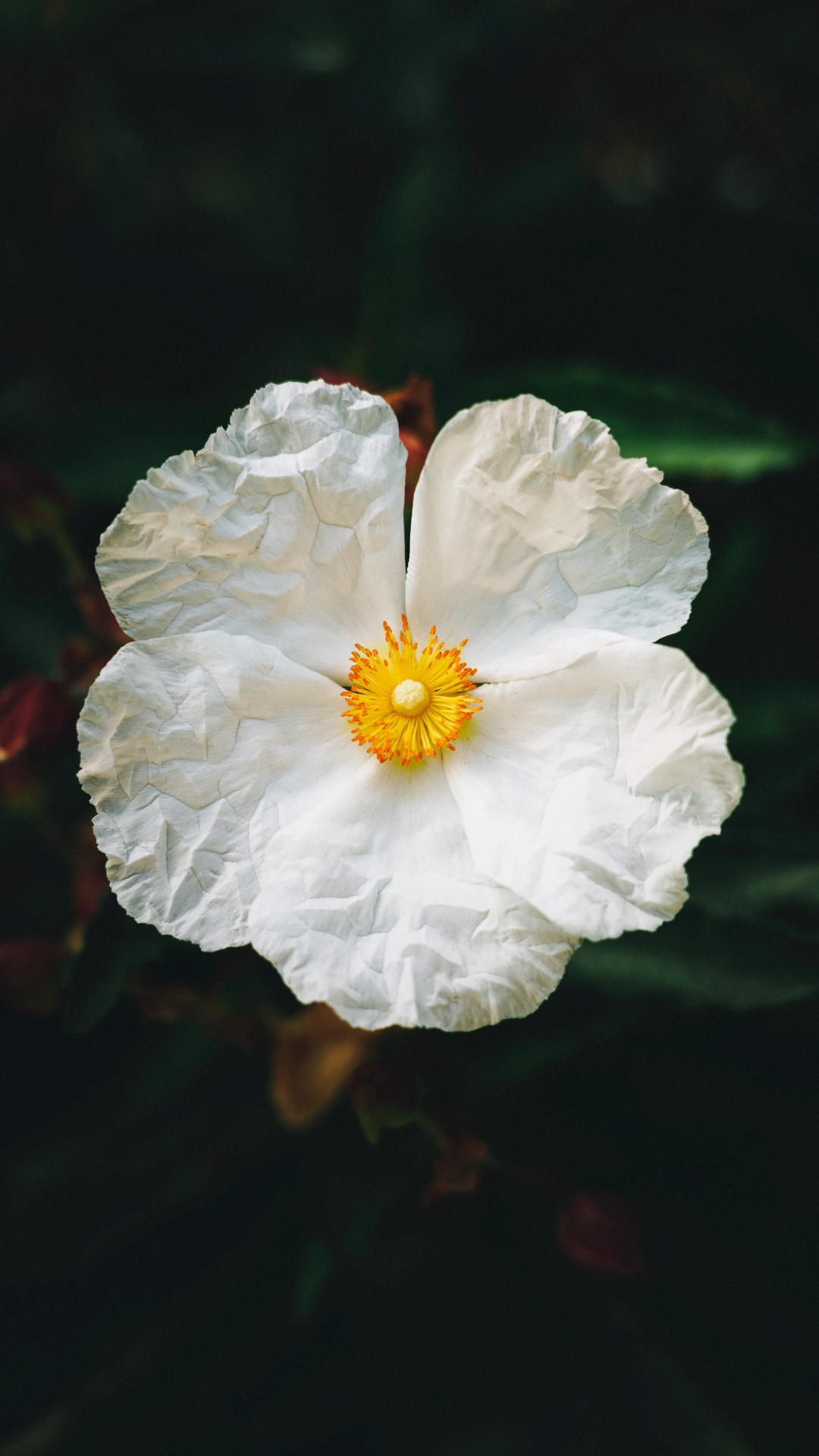 Weiße Blume in Tilt-Shift-Linse. Wallpaper in 1080x1920 Resolution