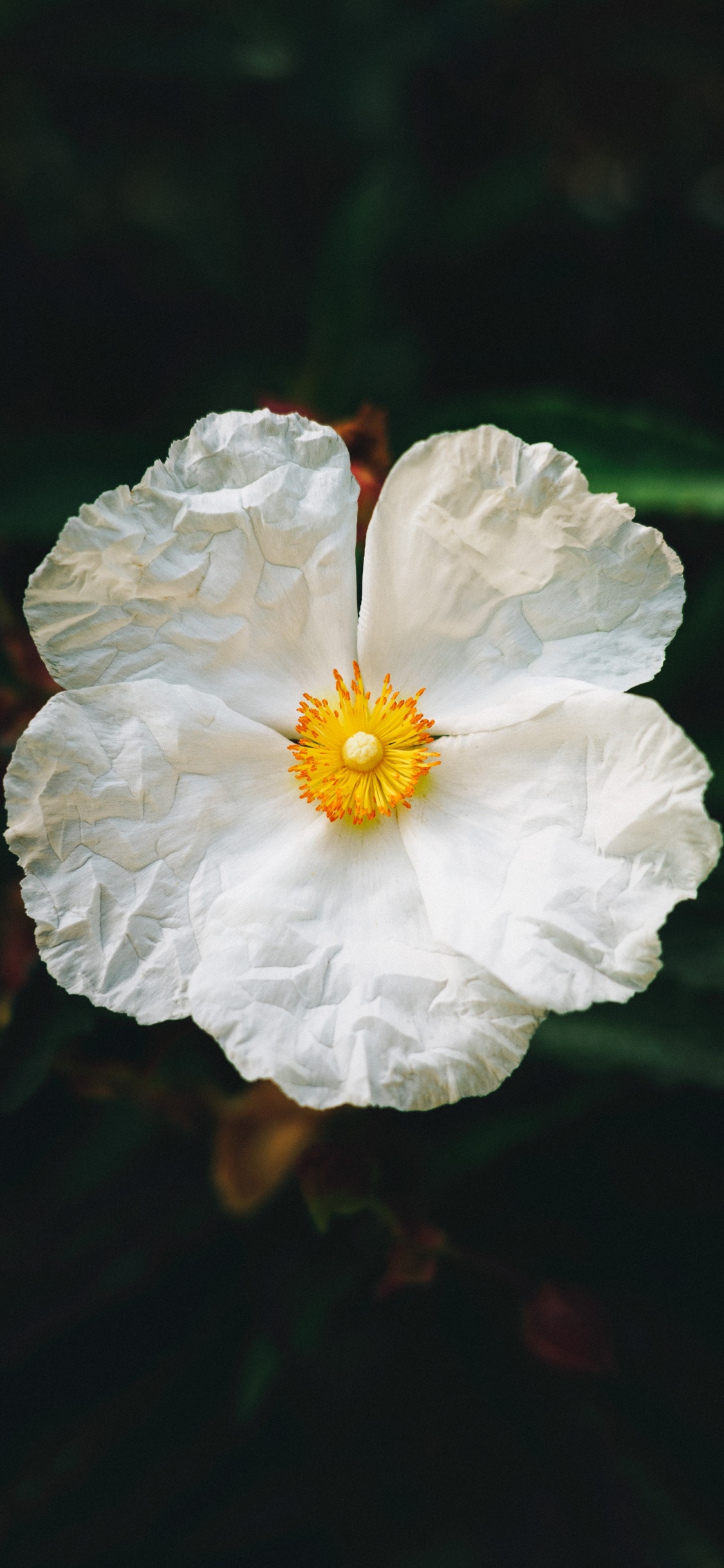 Weiße Blume in Tilt-Shift-Linse. Wallpaper in 1125x2436 Resolution