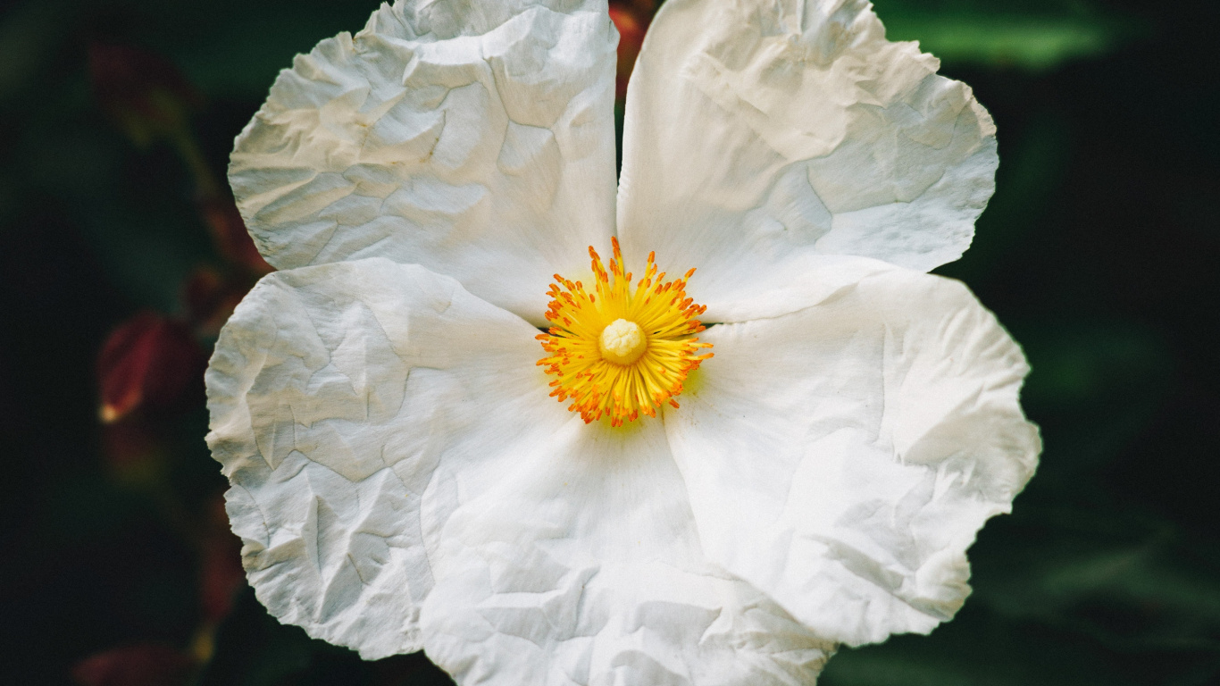 Weiße Blume in Tilt-Shift-Linse. Wallpaper in 1366x768 Resolution