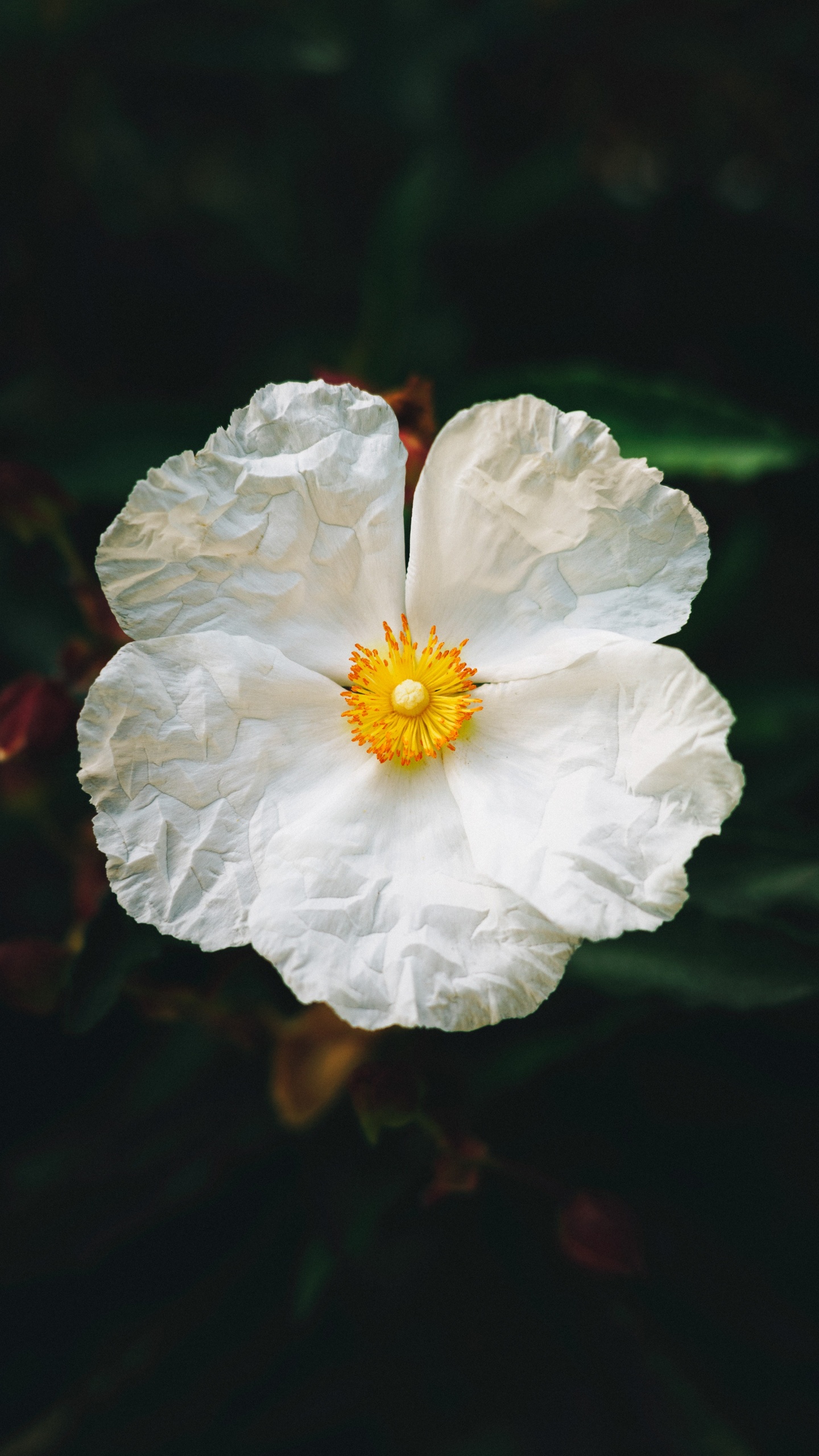 Weiße Blume in Tilt-Shift-Linse. Wallpaper in 1440x2560 Resolution