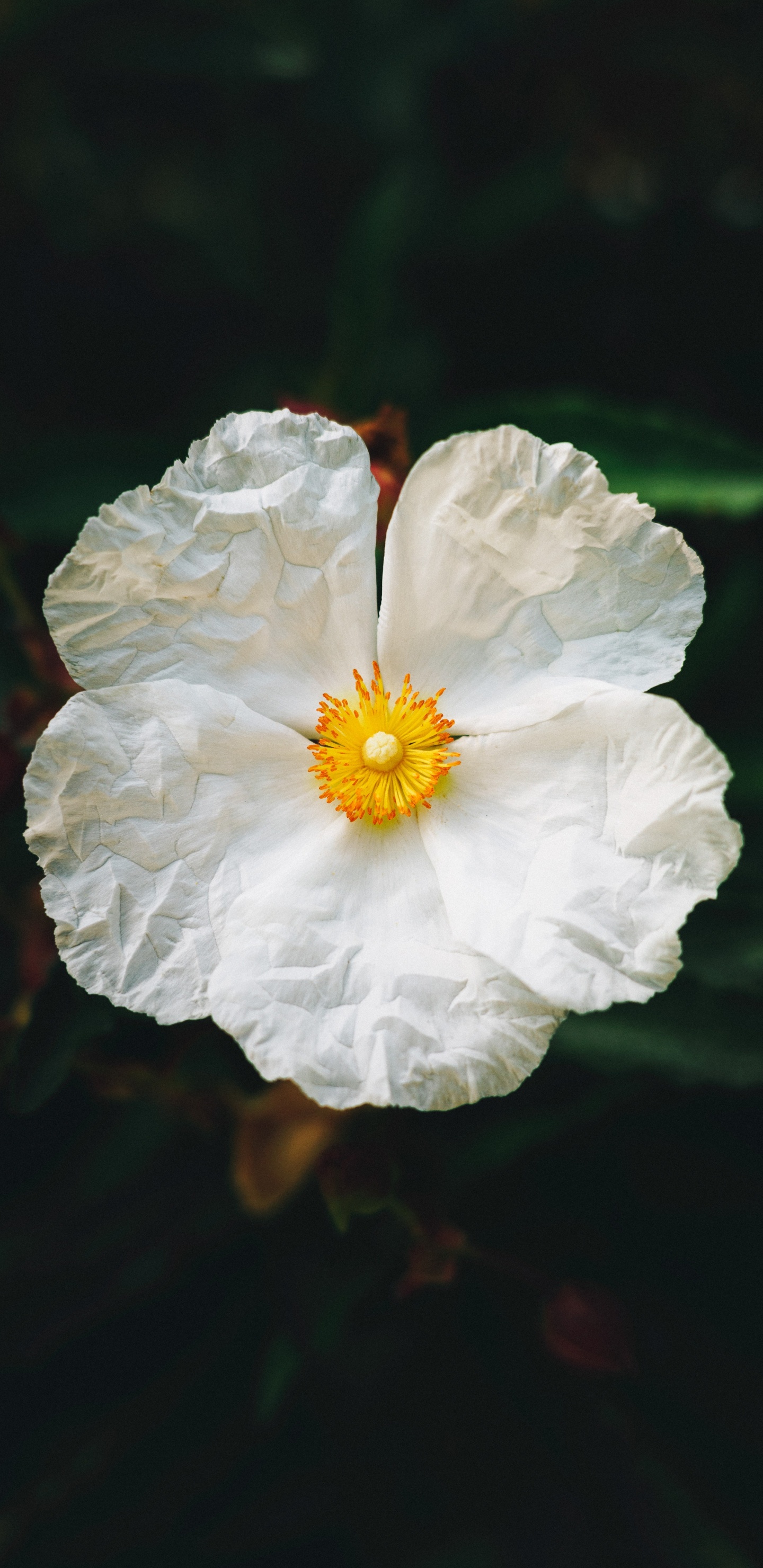 Weiße Blume in Tilt-Shift-Linse. Wallpaper in 1440x2960 Resolution