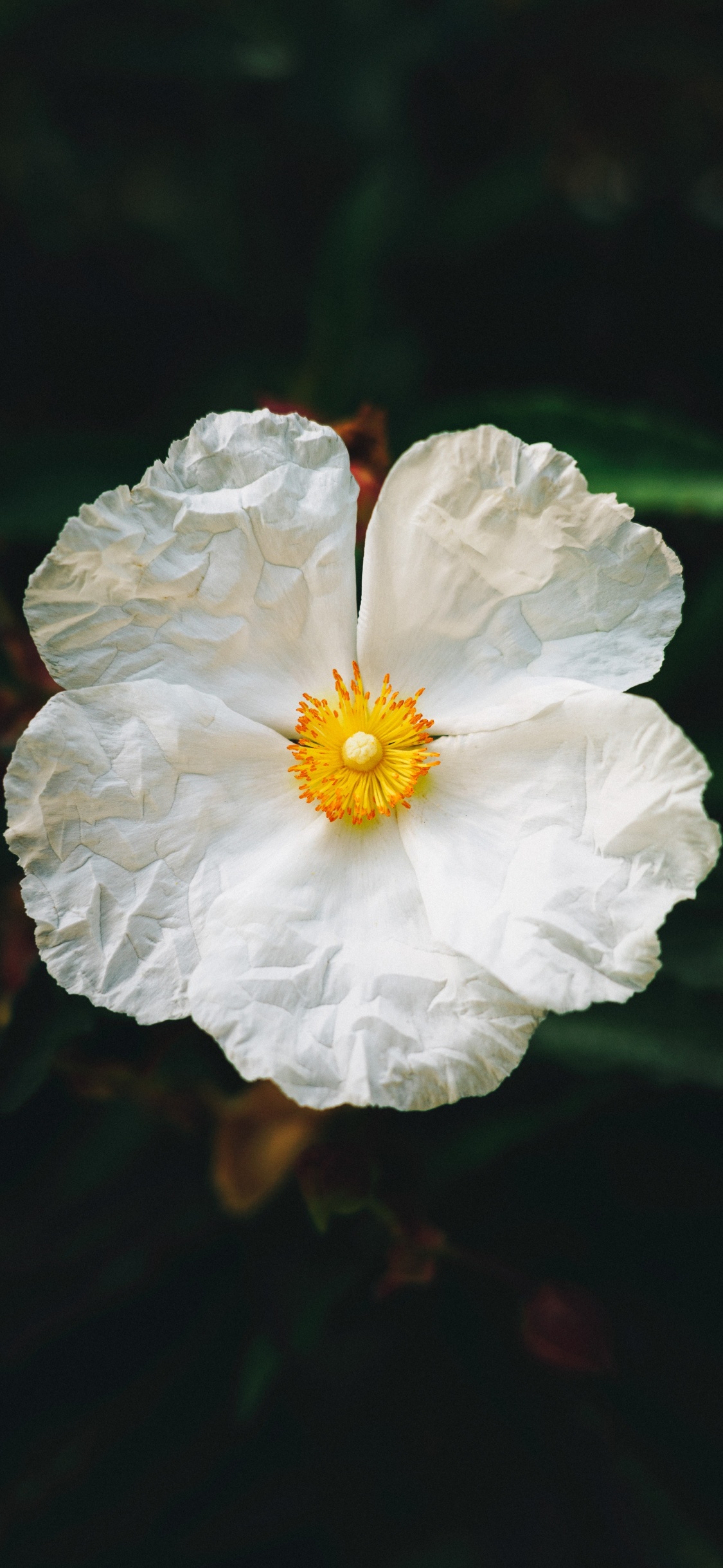 显花植物, 白色, 野花, 关闭了, 工厂 壁纸 1125x2436 允许