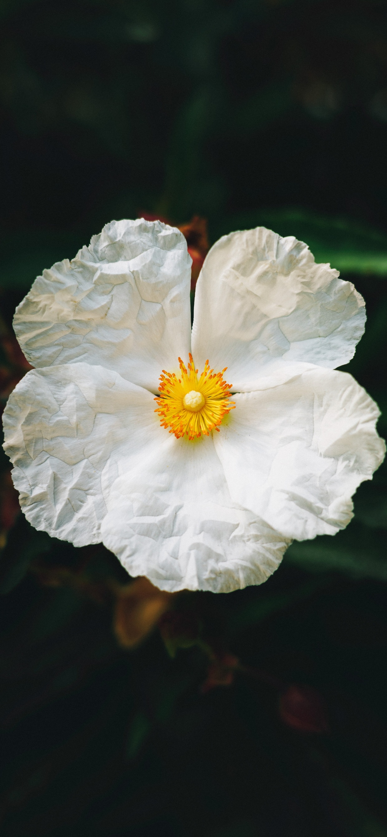 显花植物, 白色, 野花, 关闭了, 工厂 壁纸 1242x2688 允许