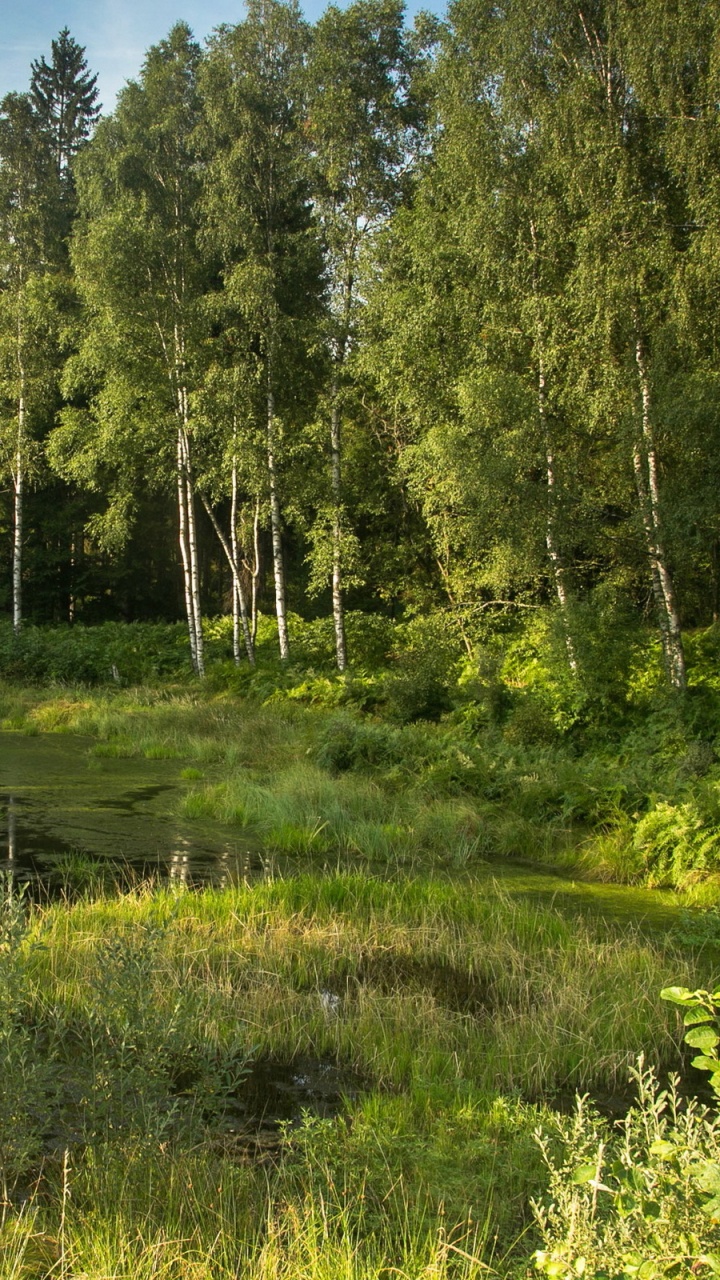 Green Trees Beside River Under Blue Sky During Daytime. Wallpaper in 720x1280 Resolution