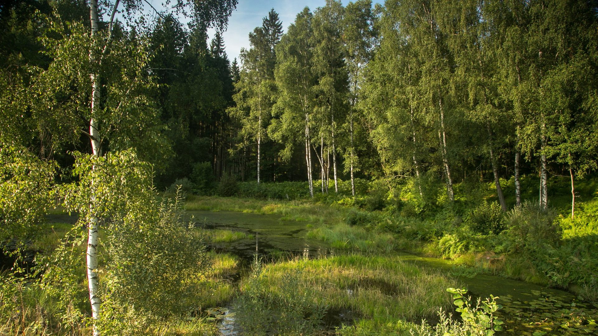植被, Birch, 森林, 河岸森林, 自然保护区 壁纸 1920x1080 允许