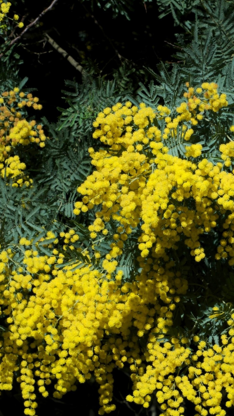 Flores Amarillas Con Hojas Verdes. Wallpaper in 750x1334 Resolution