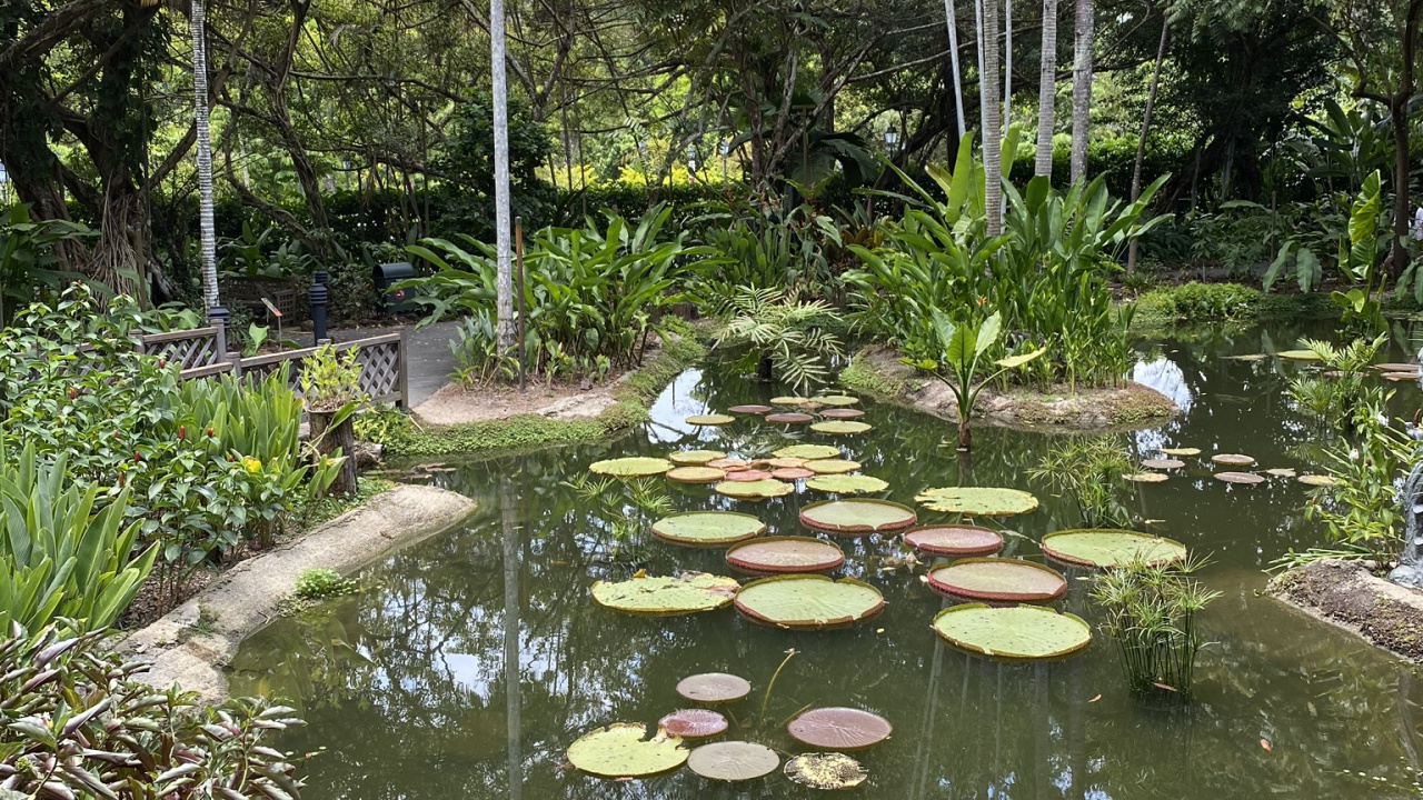 人体内的水, 植被, 池塘, 花园, 湿地 壁纸 1280x720 允许