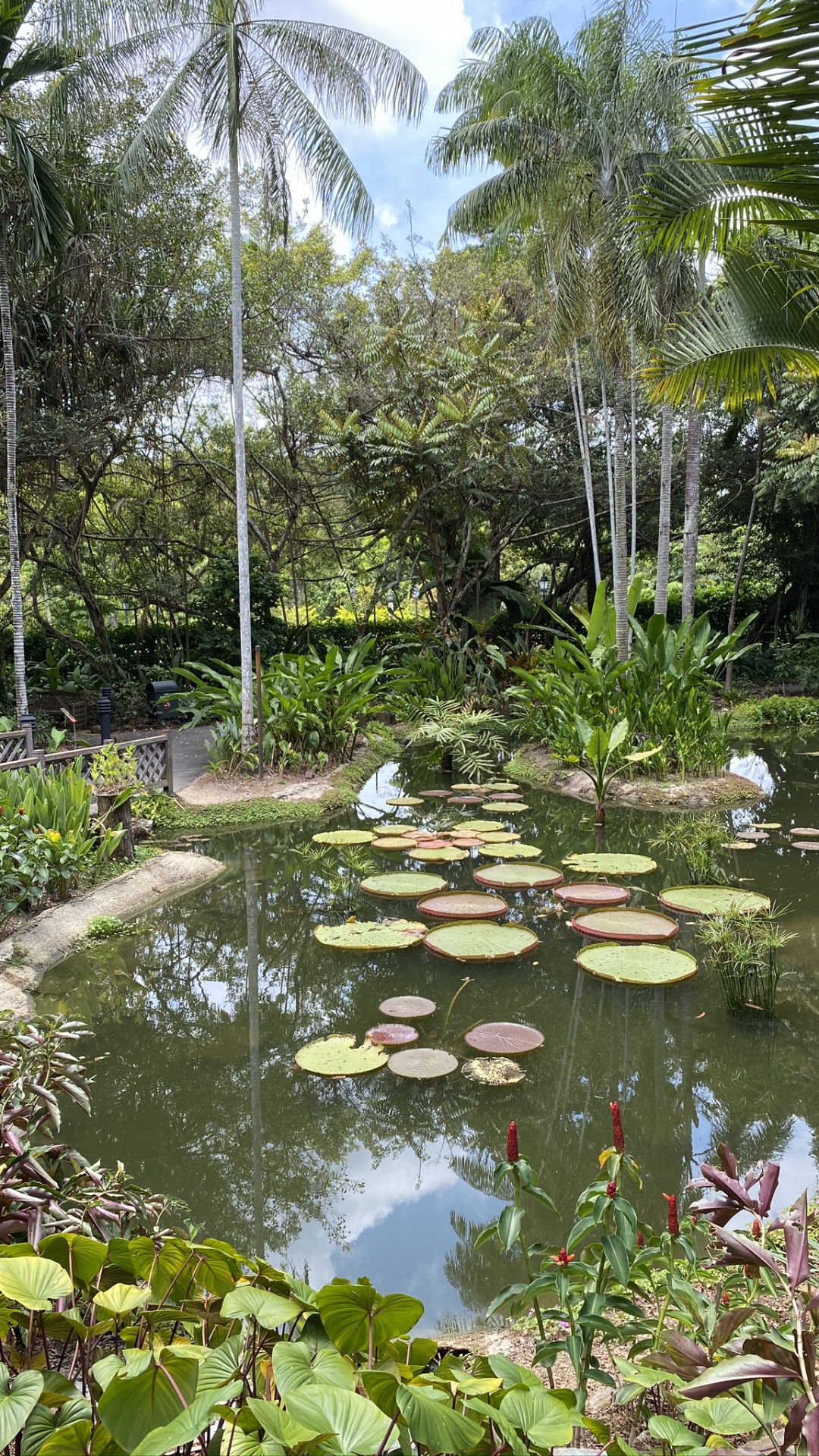 Wasser, Gewässer, Vegetation, Teich, Garden. Wallpaper in 1080x1920 Resolution