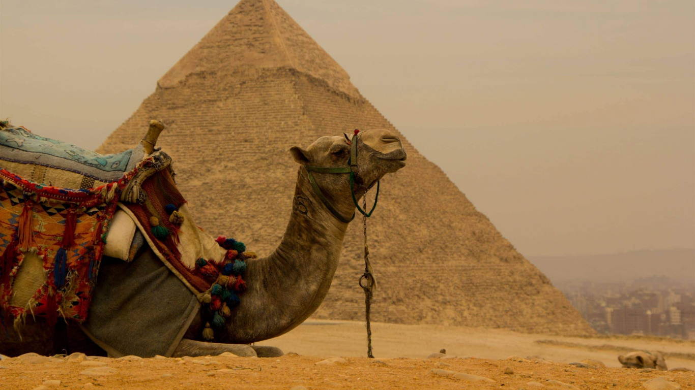 Brown Camel on Brown Sand During Daytime. Wallpaper in 1366x768 Resolution