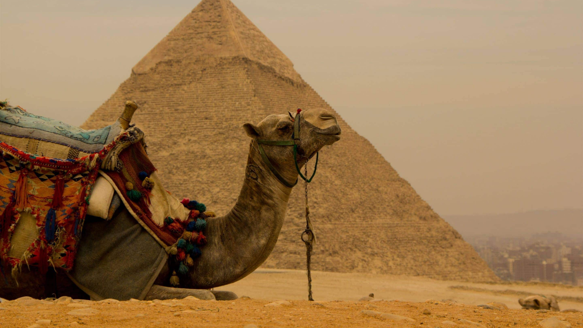 Brown Camel on Brown Sand During Daytime. Wallpaper in 1920x1080 Resolution