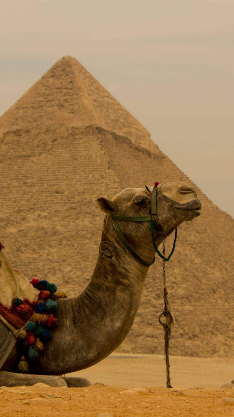 Brown Camel on Brown Sand During Daytime. Wallpaper in 750x1334 Resolution