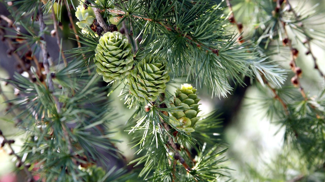 Green Pine Cones in Close up Photography. Wallpaper in 1280x720 Resolution