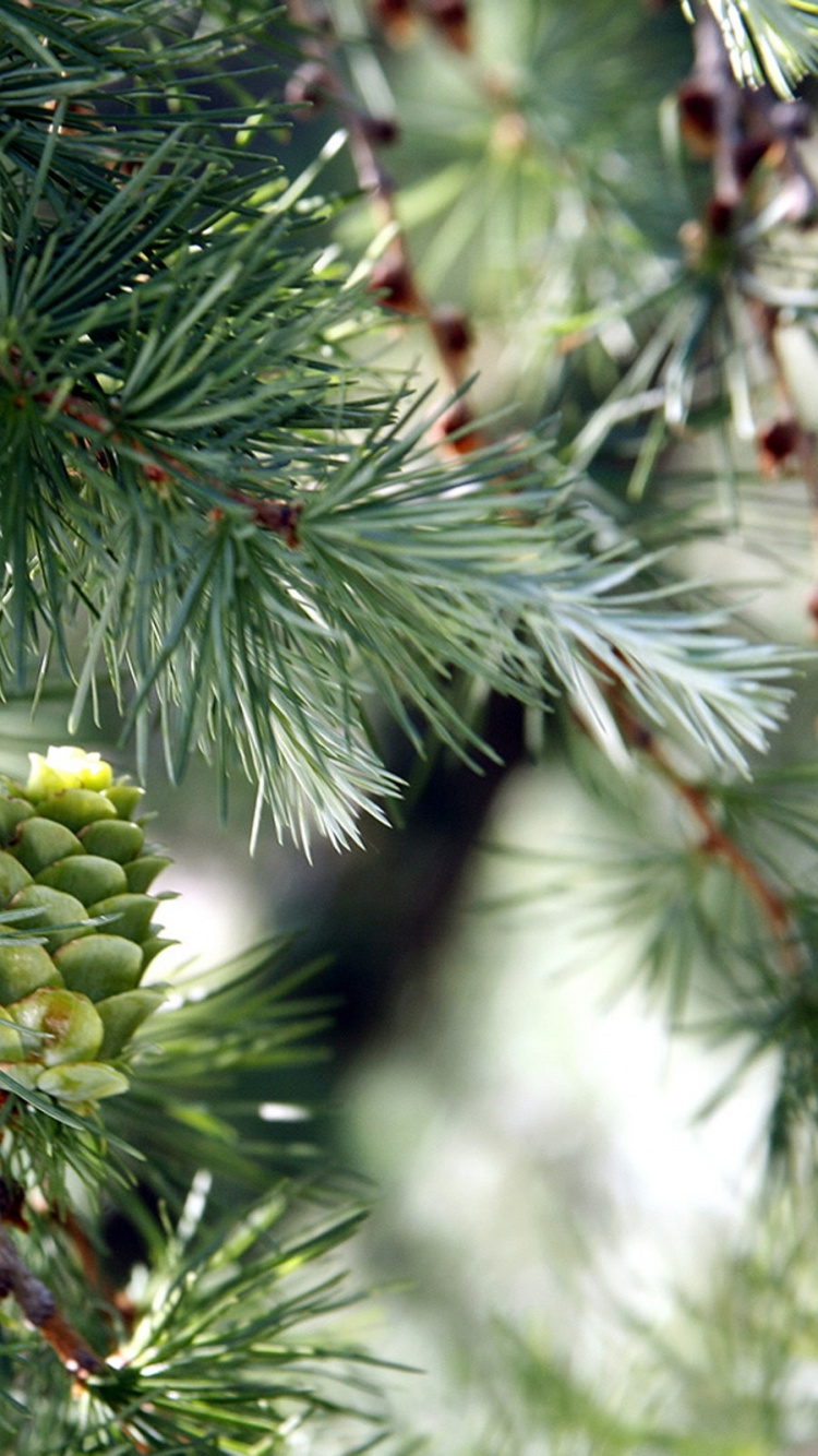 Green Pine Cones in Close up Photography. Wallpaper in 750x1334 Resolution