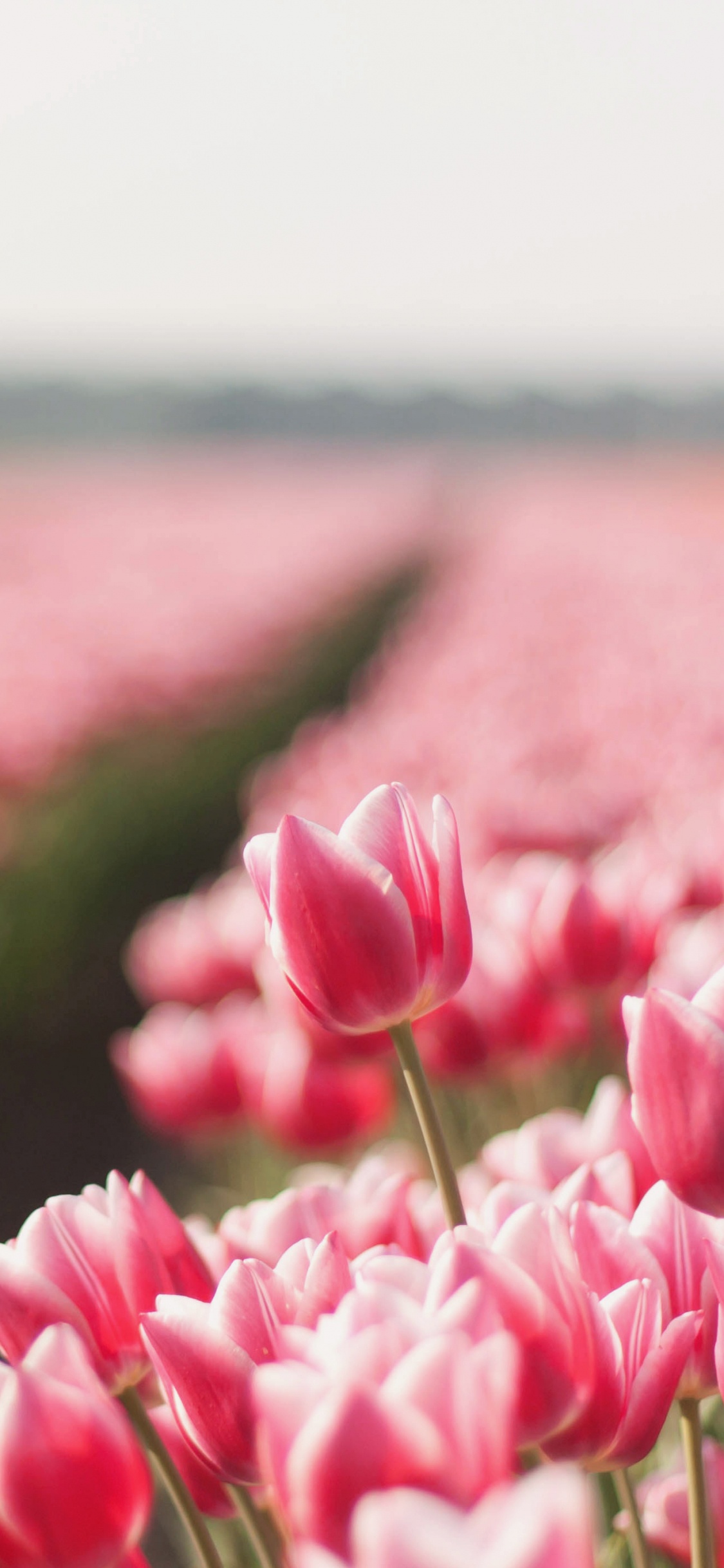 Tulipanes Rosados en Flor Durante el Día. Wallpaper in 1125x2436 Resolution