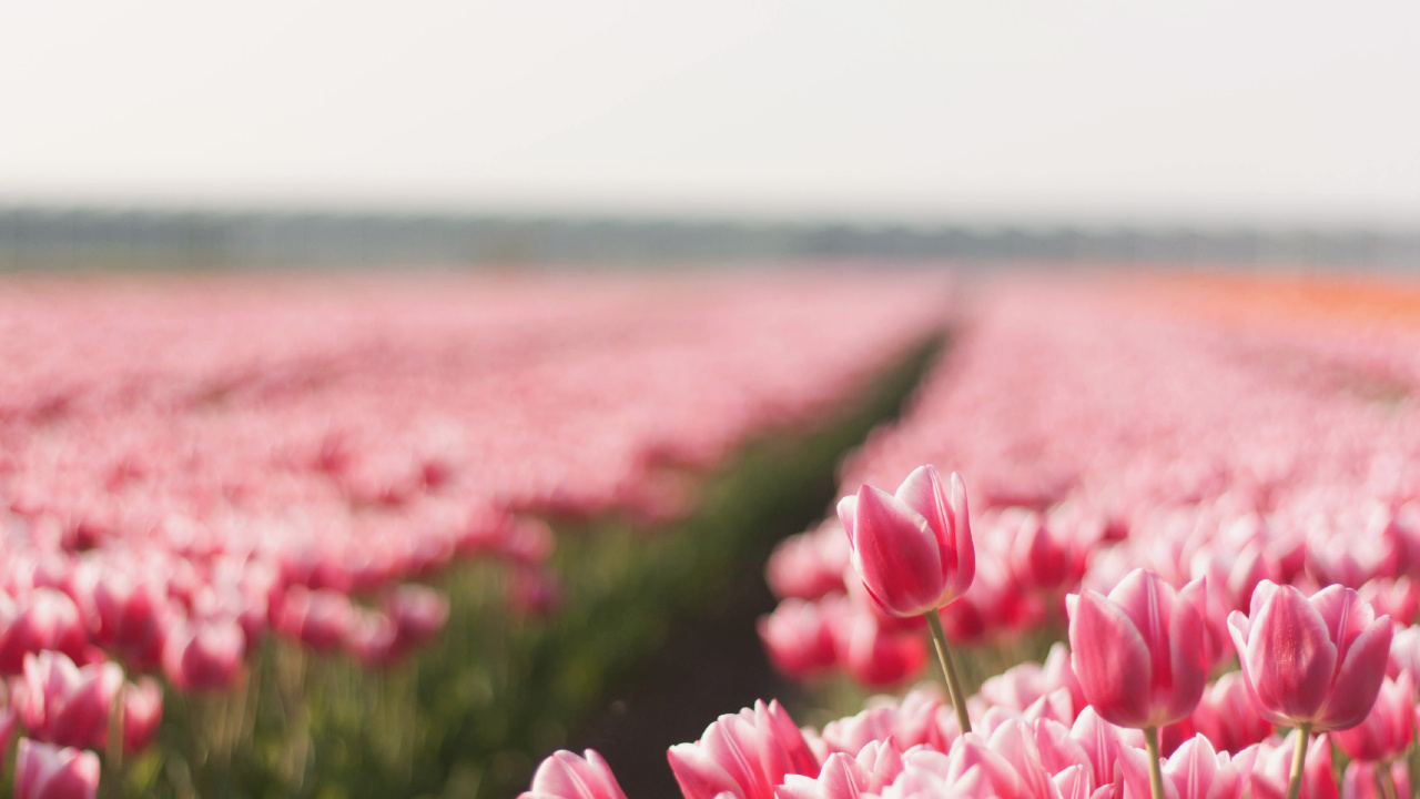 Tulipanes Rosados en Flor Durante el Día. Wallpaper in 1280x720 Resolution