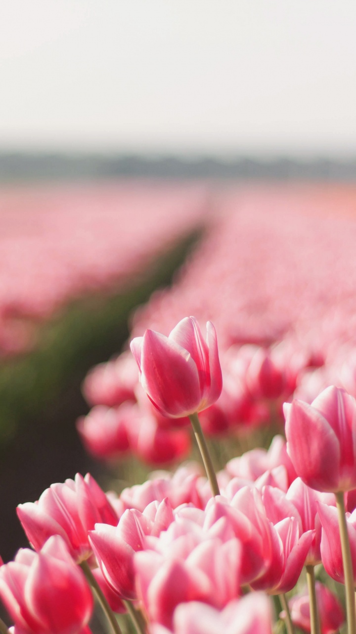Pink Tulips in Bloom During Daytime. Wallpaper in 720x1280 Resolution