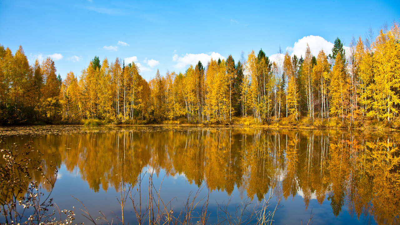 Arbres Verts à Côté D'un Plan D'eau Sous un Ciel Bleu Pendant la Journée. Wallpaper in 1280x720 Resolution