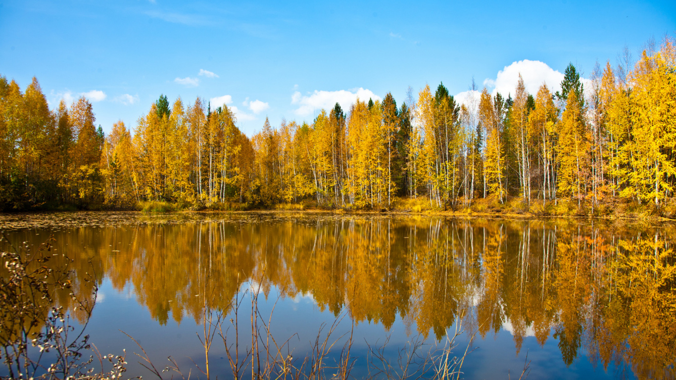 Arbres Verts à Côté D'un Plan D'eau Sous un Ciel Bleu Pendant la Journée. Wallpaper in 1366x768 Resolution