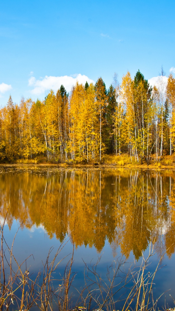 Green Trees Beside Body of Water Under Blue Sky During Daytime. Wallpaper in 720x1280 Resolution