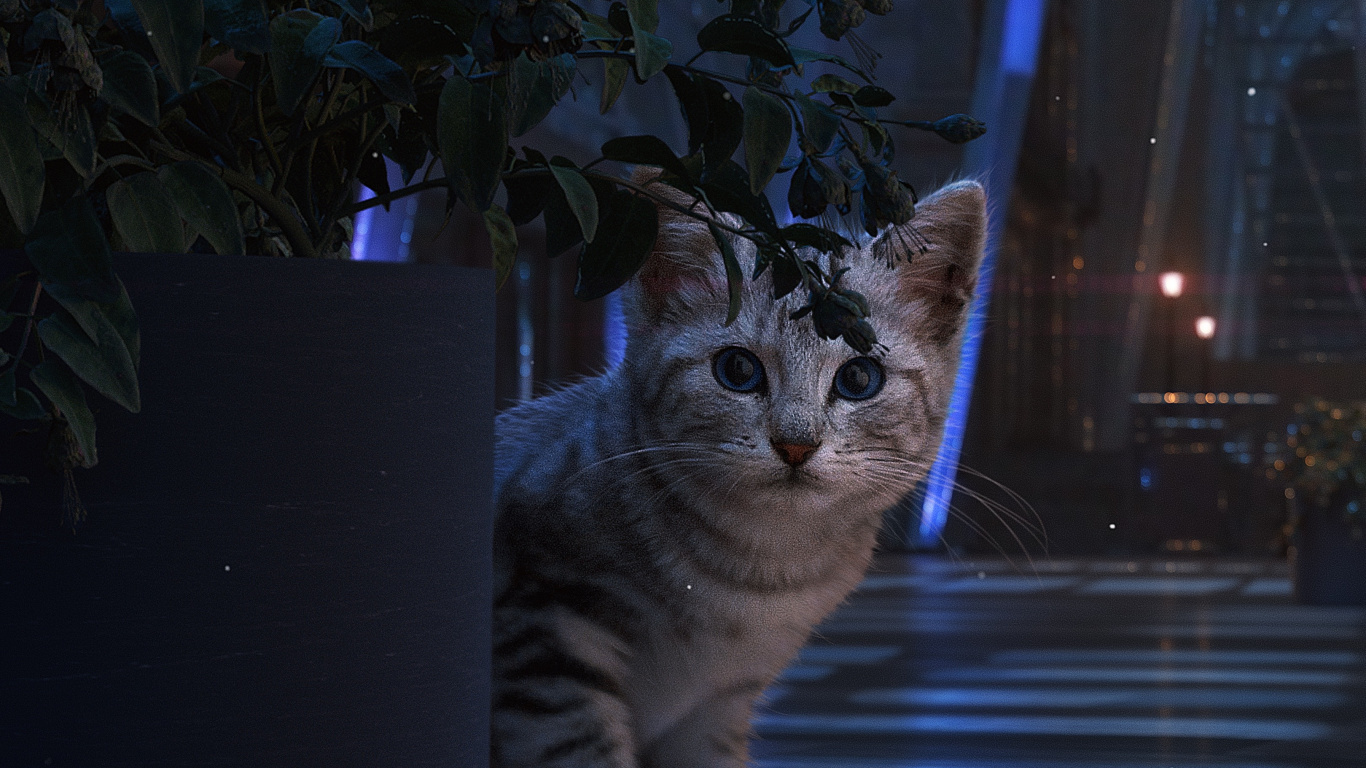 Bleu Russe, Chat Noir, Chaton, Chat, Felidae. Wallpaper in 1366x768 Resolution