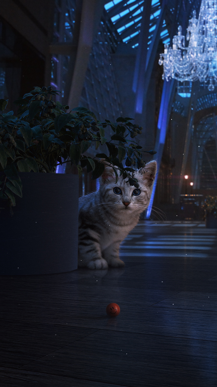 Bleu Russe, Chat Noir, Chaton, Chat, Felidae. Wallpaper in 750x1334 Resolution