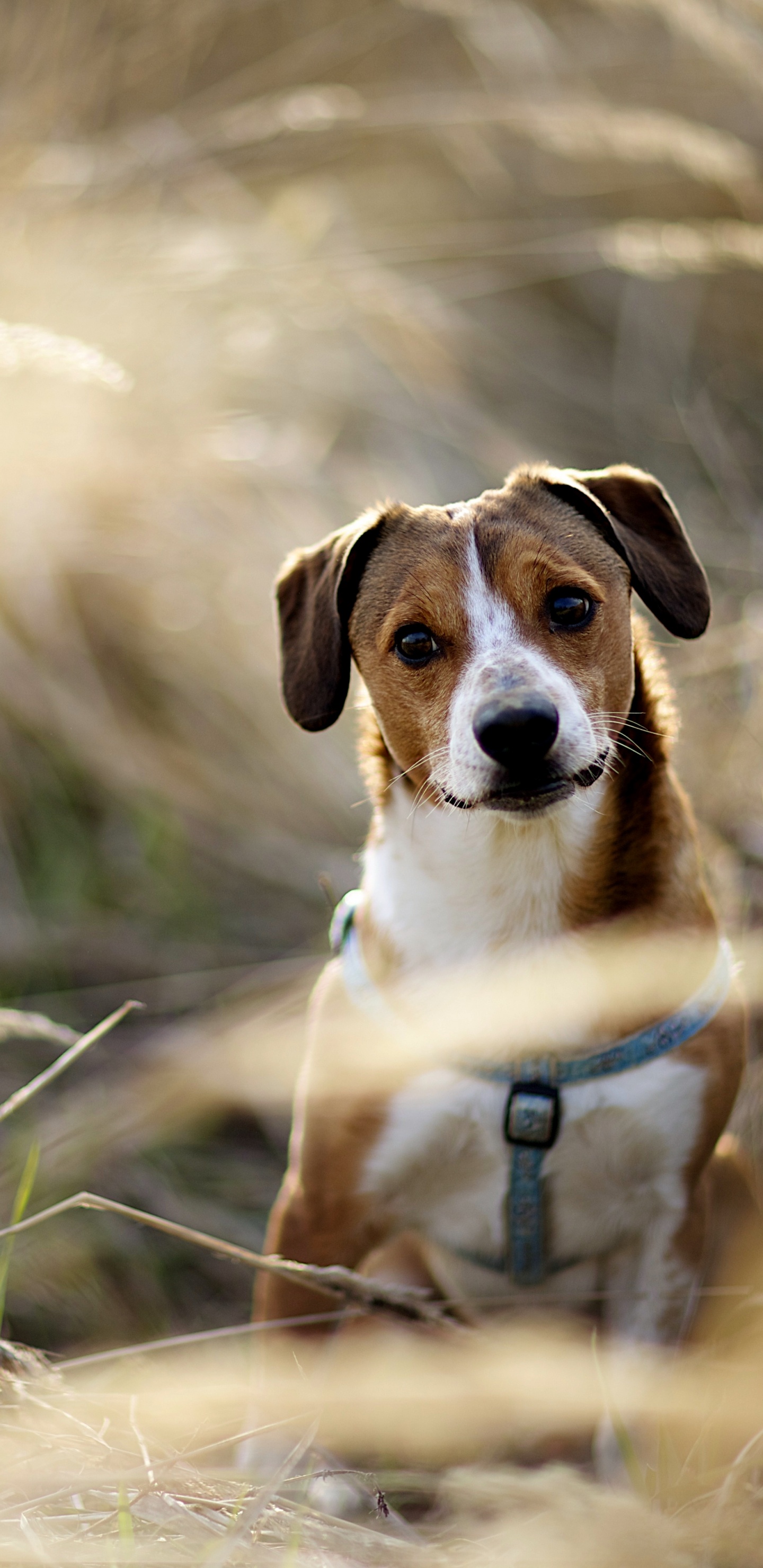 Englisch Foxhound, American Foxhound, Hunderasse, Hund, Begleithund. Wallpaper in 1440x2960 Resolution