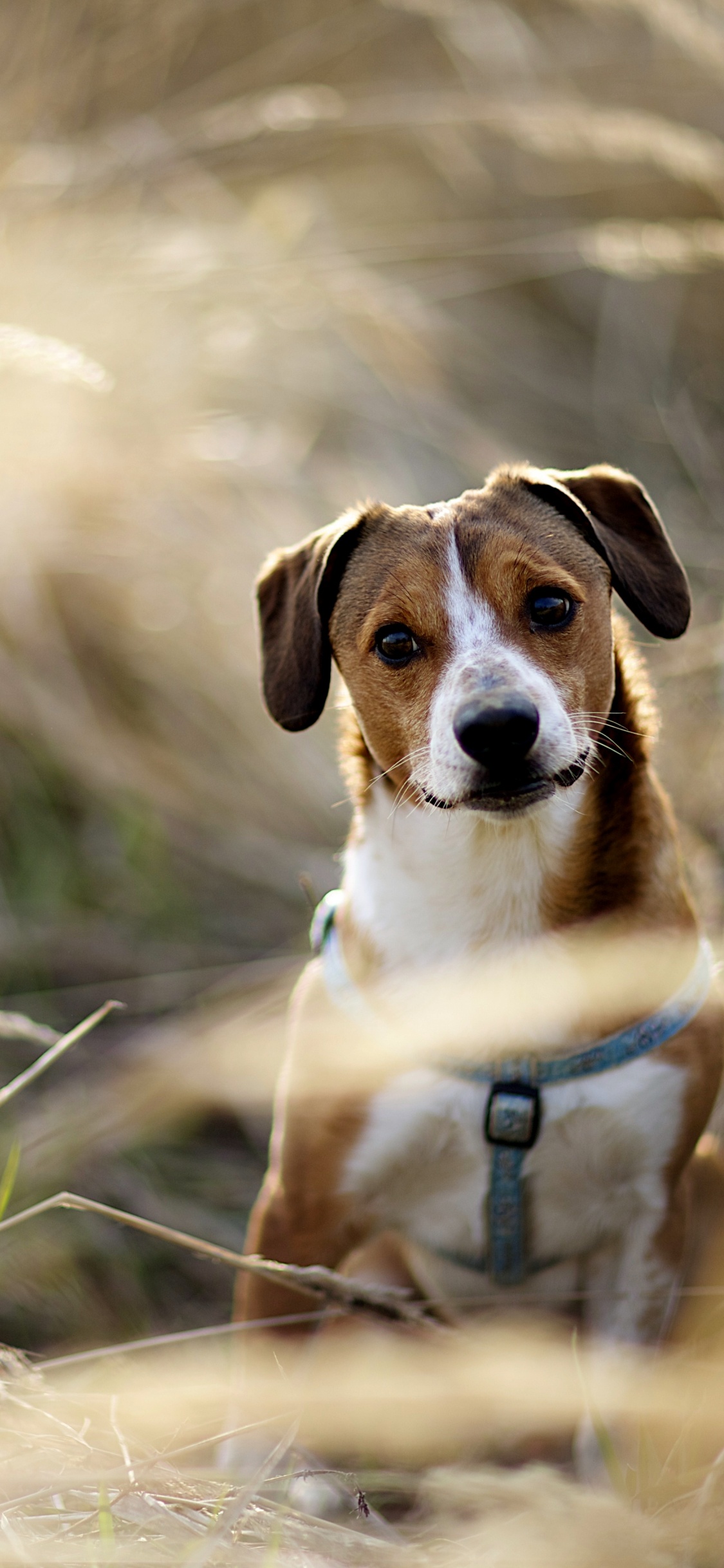 Snout, English Foxhound, American Foxhound, Dog Breed, Dog. Wallpaper in 1125x2436 Resolution