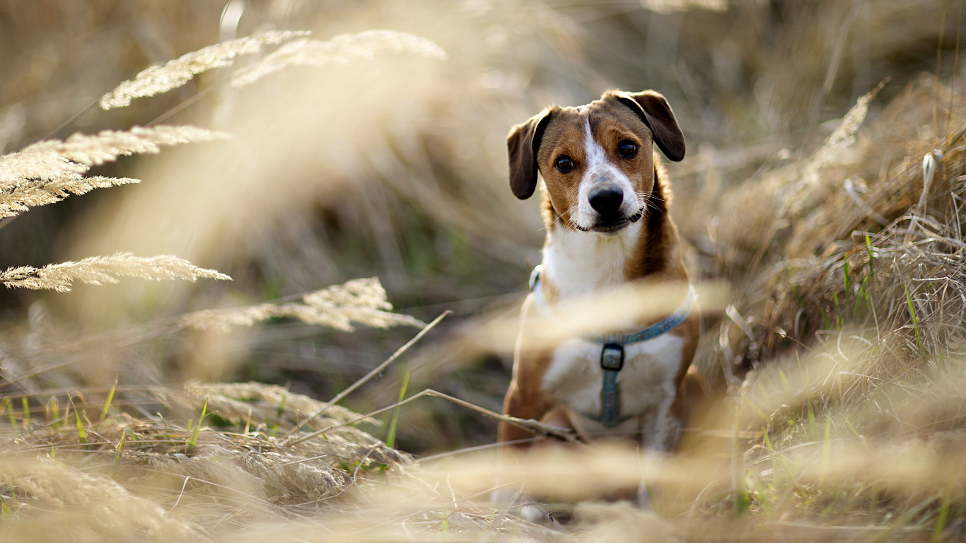 Snout, English Foxhound, American Foxhound, Dog Breed, Dog. Wallpaper in 1366x768 Resolution
