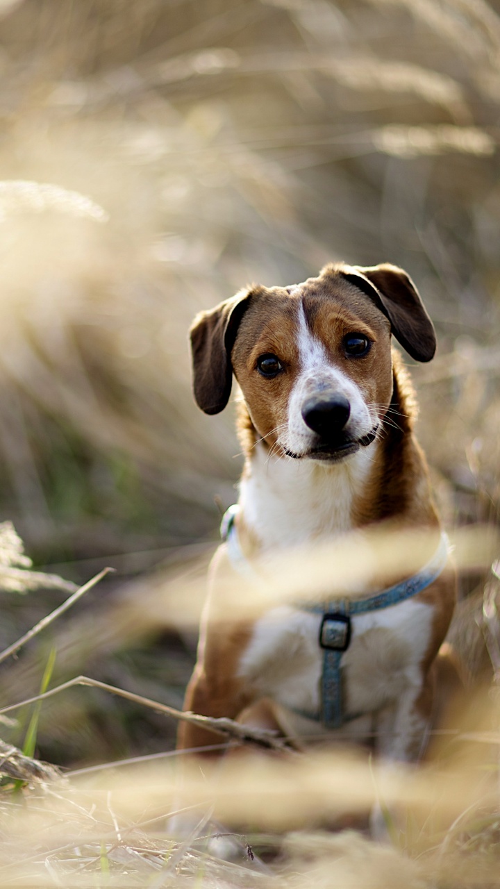 Snout, English Foxhound, American Foxhound, Dog Breed, Dog. Wallpaper in 720x1280 Resolution