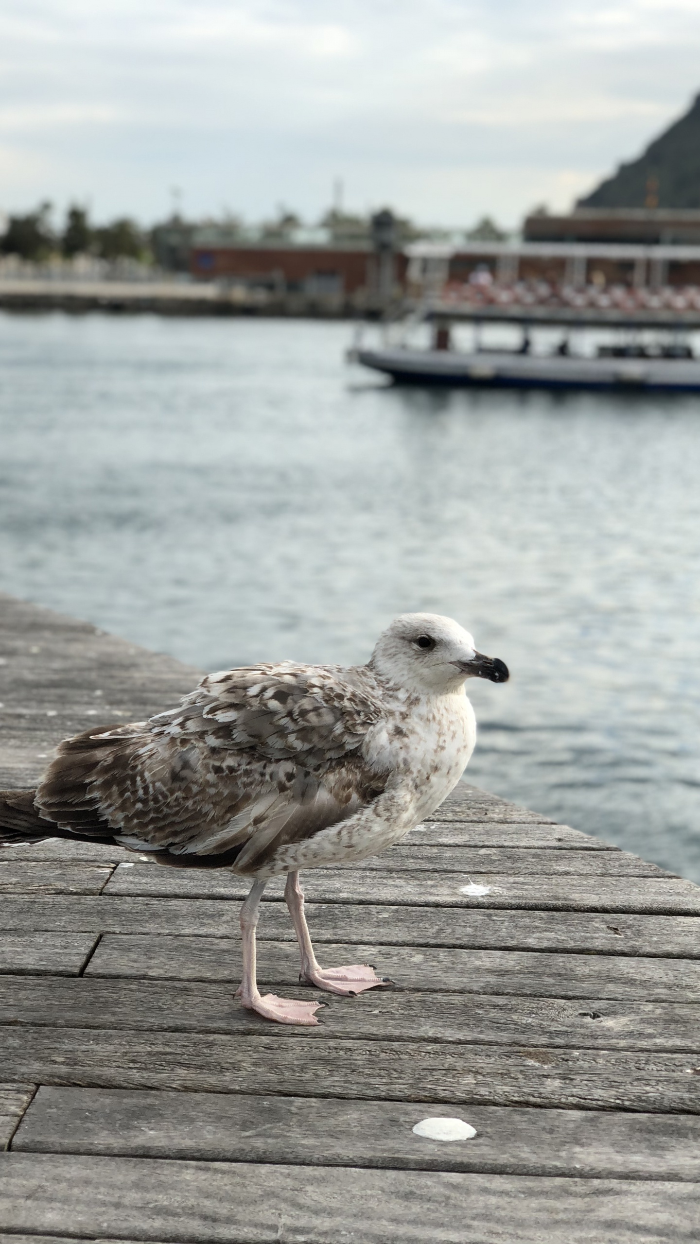 European Herring Gull, Gull, Water, Body of Water, Wood. Wallpaper in 1440x2560 Resolution