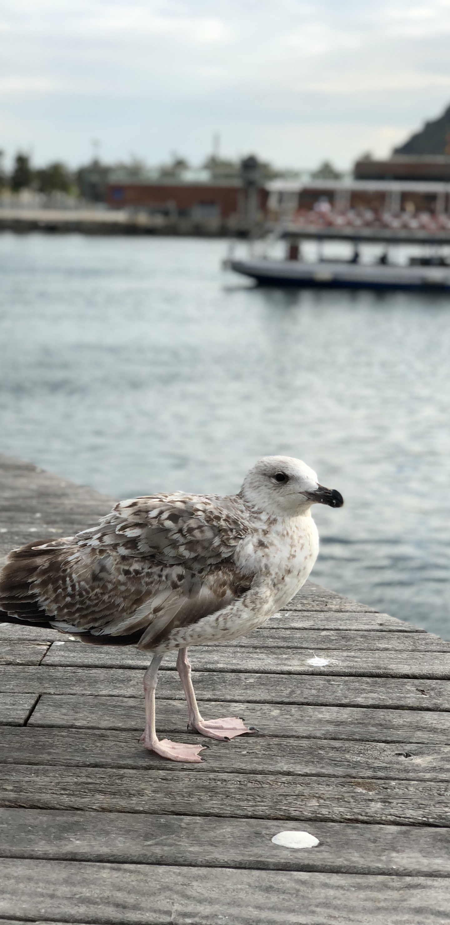 European Herring Gull, Gull, Water, Body of Water, Wood. Wallpaper in 1440x2960 Resolution