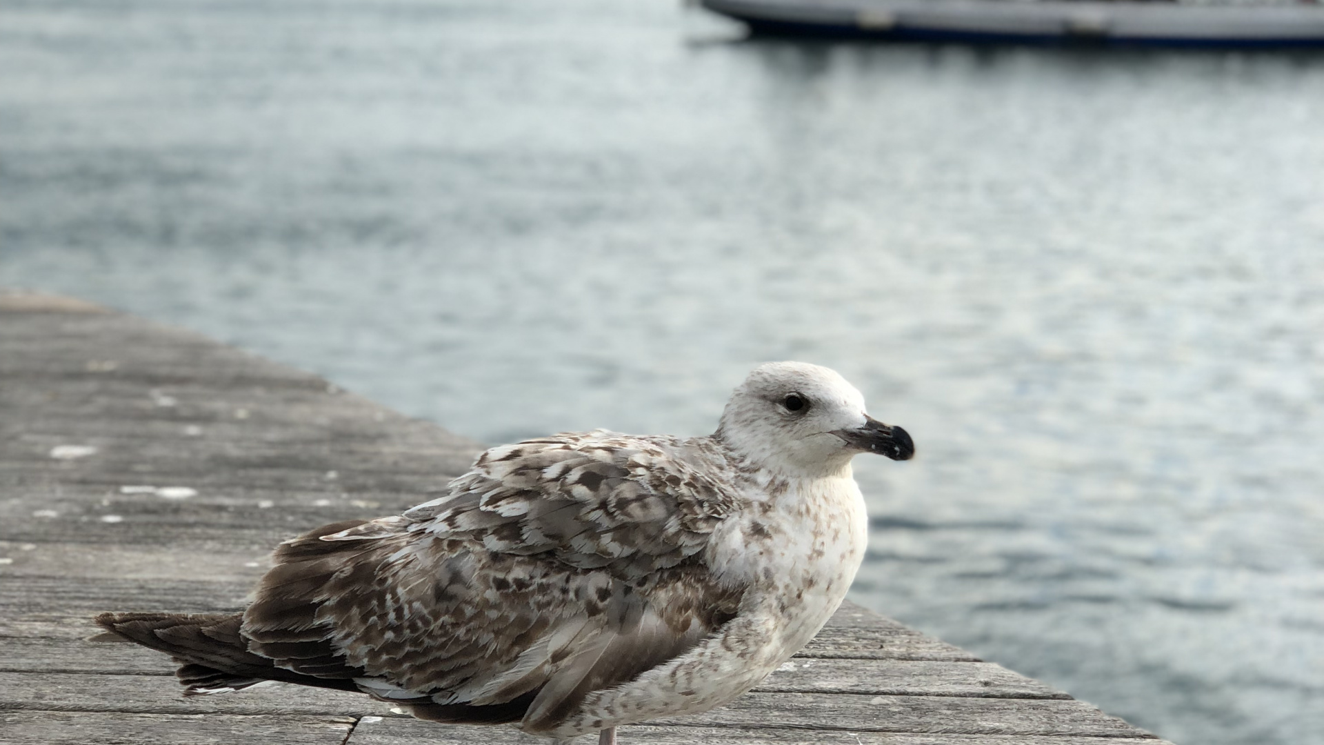 European Herring Gull, Gull, Water, Body of Water, Wood. Wallpaper in 1920x1080 Resolution
