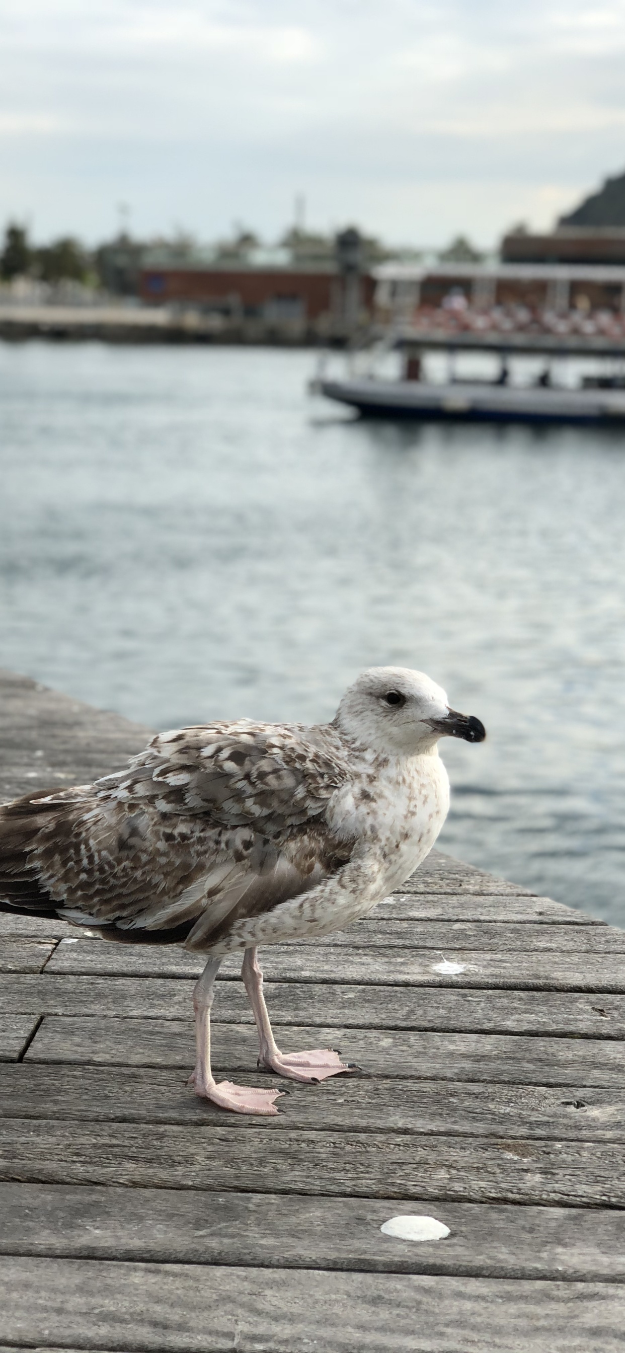 Européenne de Goéland, Mouette, Eau, Corps de L'eau, Courir. Wallpaper in 1242x2688 Resolution