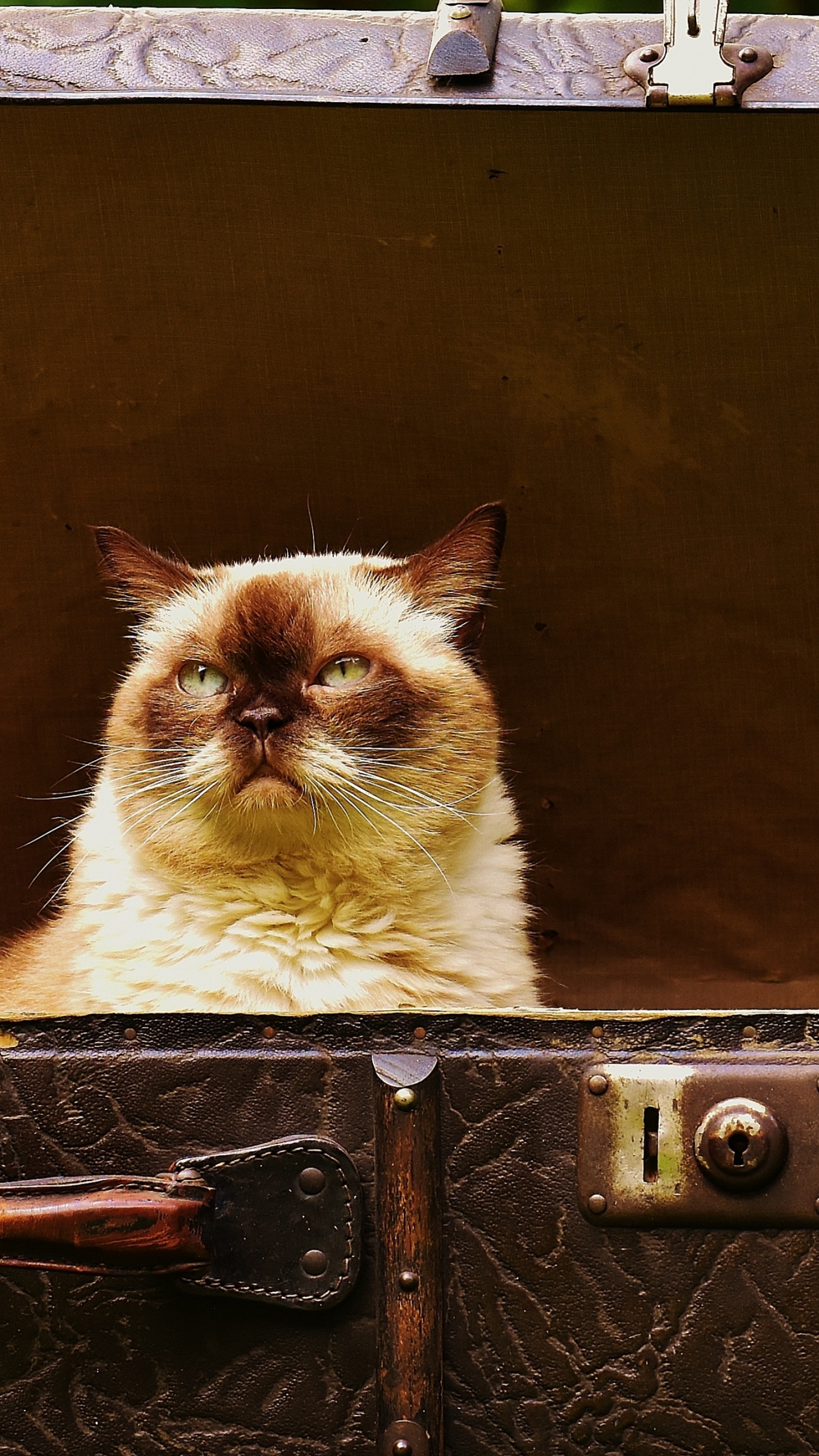 White and Brown Cat on Black Suitcase. Wallpaper in 1440x2560 Resolution