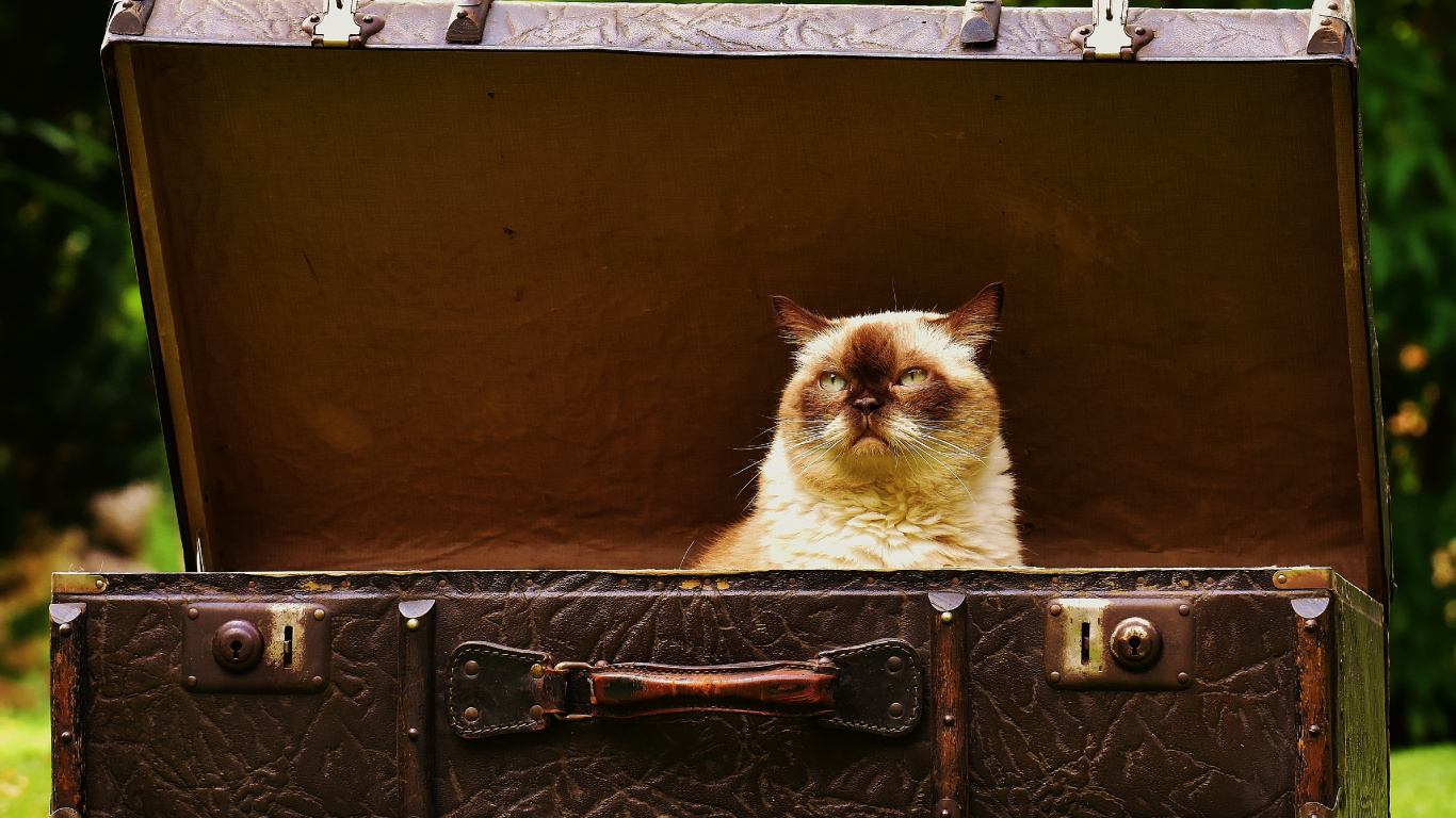 Chat Blanc et Marron Sur Valise Noire. Wallpaper in 1366x768 Resolution