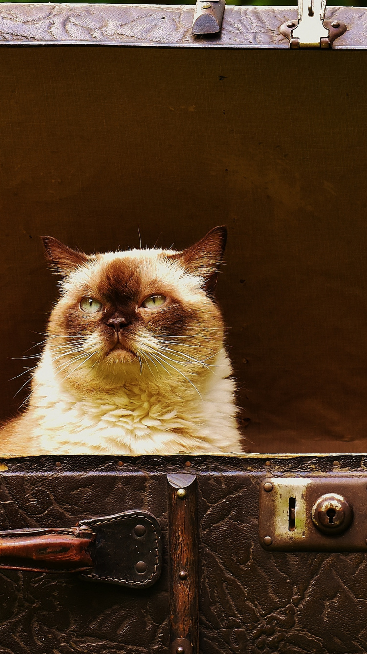 Chat Blanc et Marron Sur Valise Noire. Wallpaper in 750x1334 Resolution