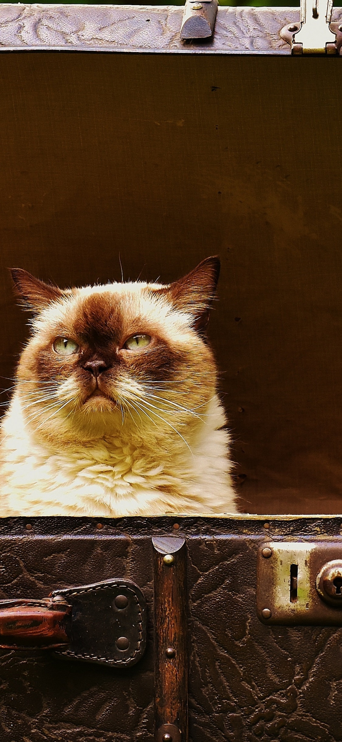 Gato Blanco y Marrón en Maleta Negra. Wallpaper in 1125x2436 Resolution